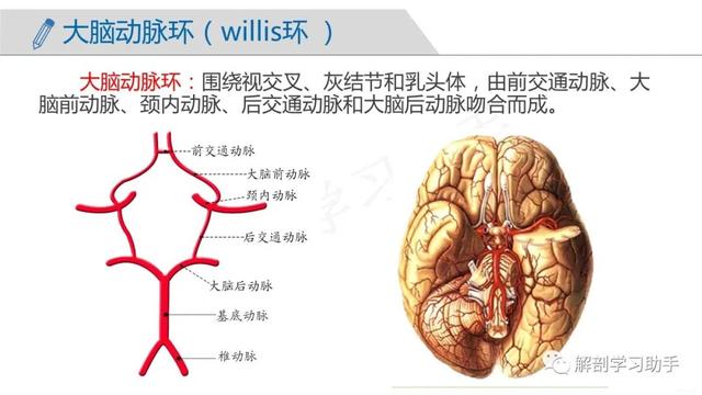 端脑