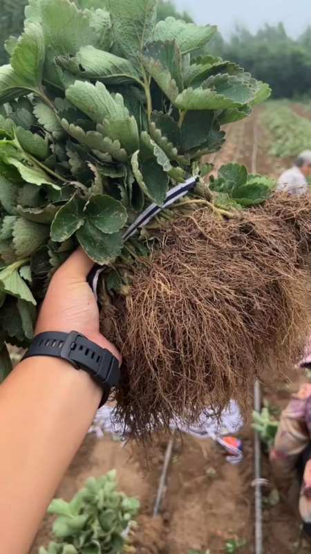 妙香七号草莓苗起苗整理!根系发达,植株健壮!