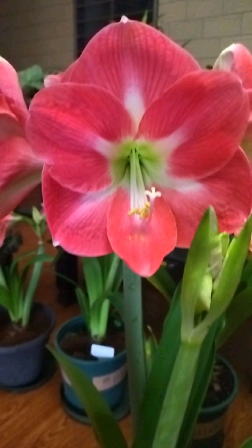 好望角,中花单瓣朱顶红品种,花色粉嫩,很有气质,一剑4朵花,花剑直立性