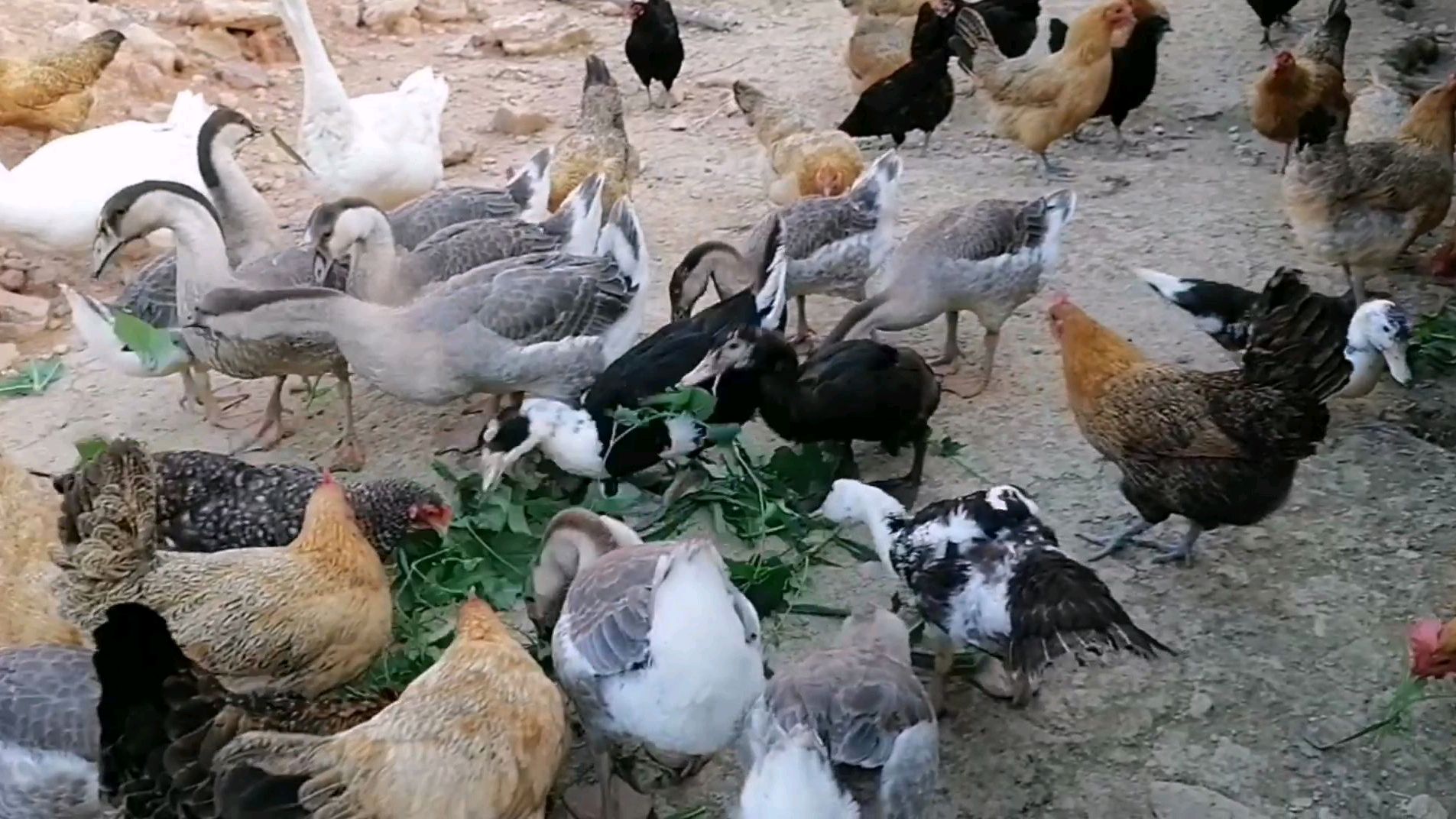 立秋了早晚温差大,要给鸡做好预防