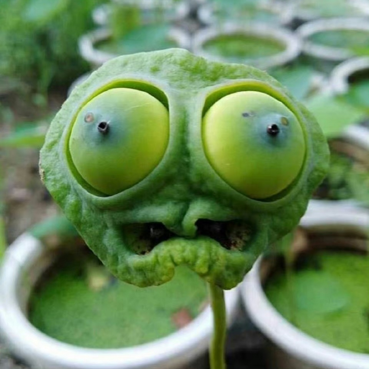 奇奇怪怪的莲蓬,有点像外星人.[嘻嘻][左捂脸]