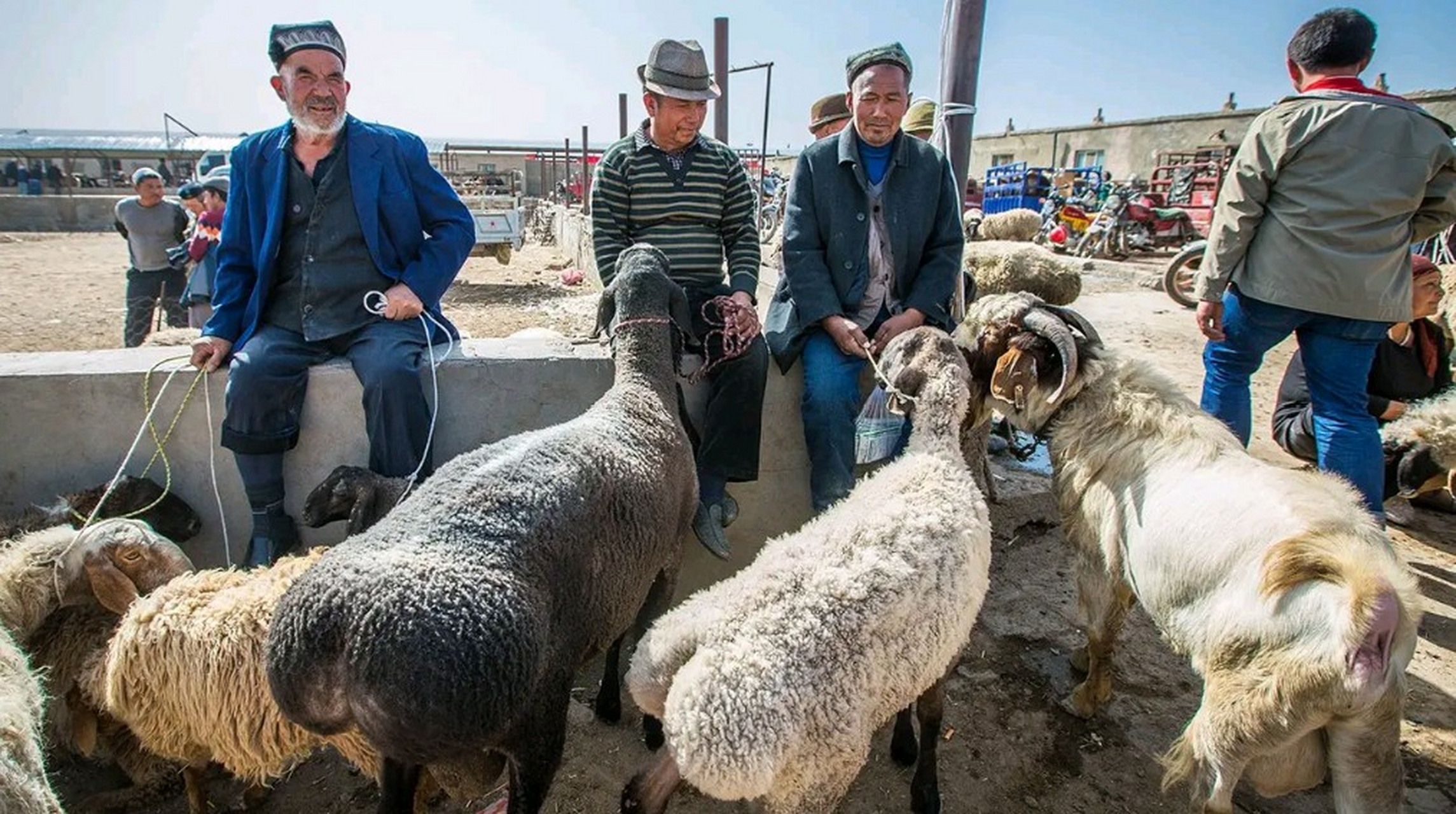 新疆的刀郎羊icon一只卖出1400万的高价,一筷子下去就好几万,不知谁有