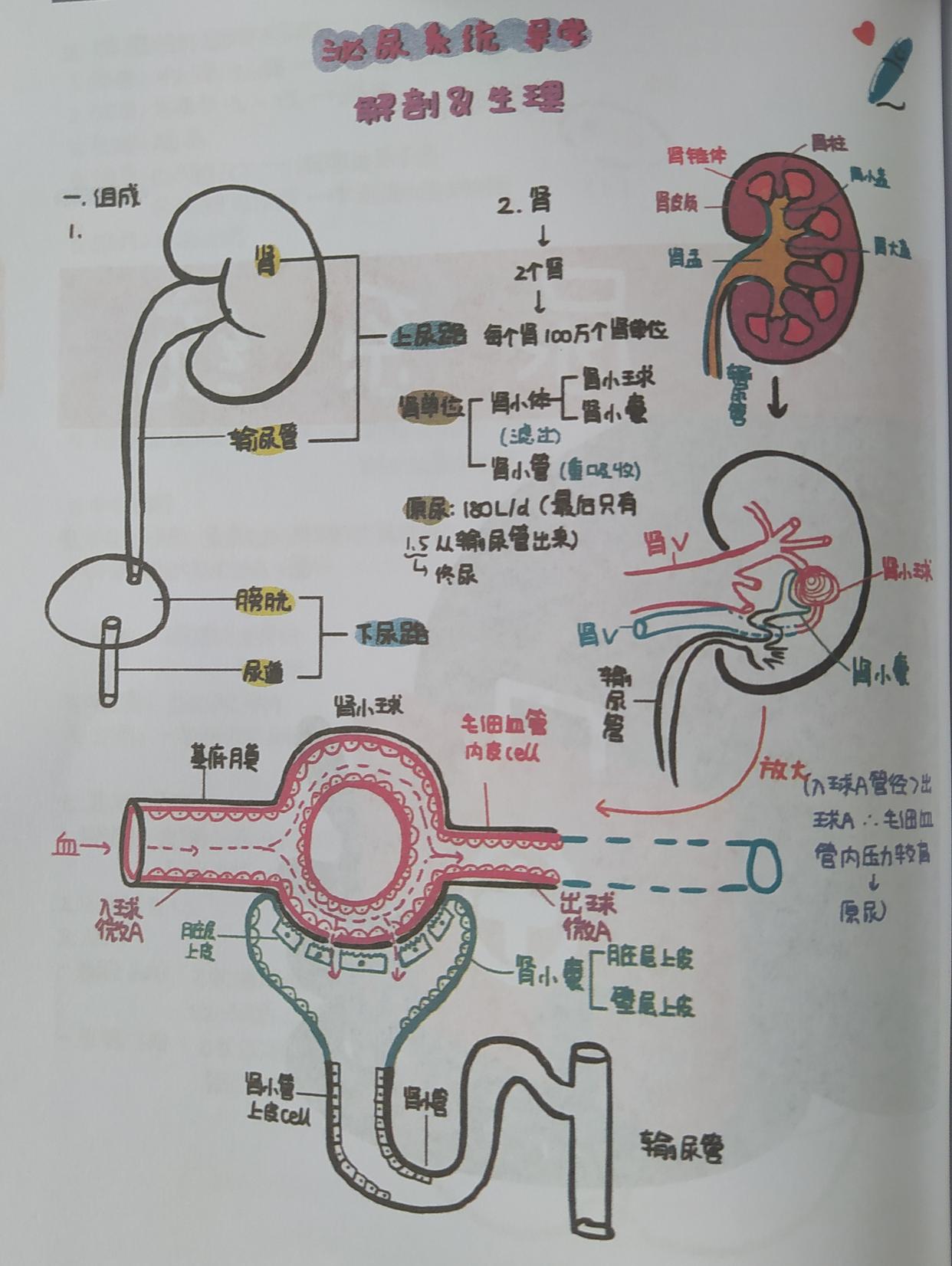 生物泌尿系统结构图图片