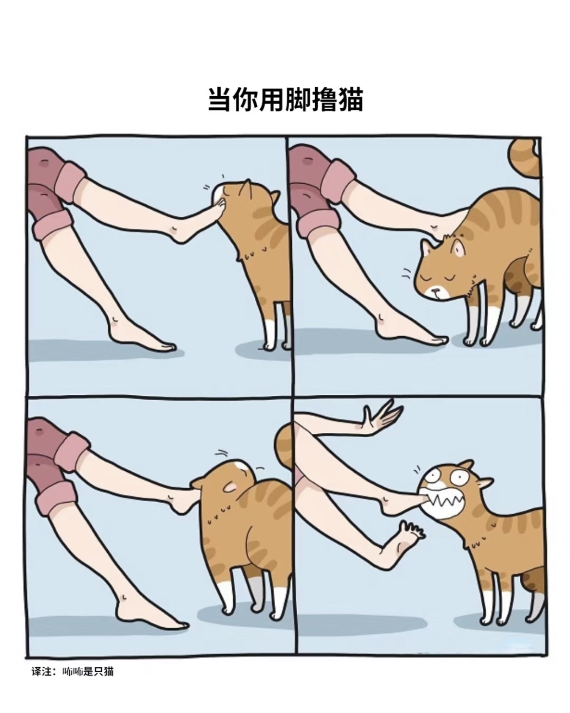 养猫的都懂