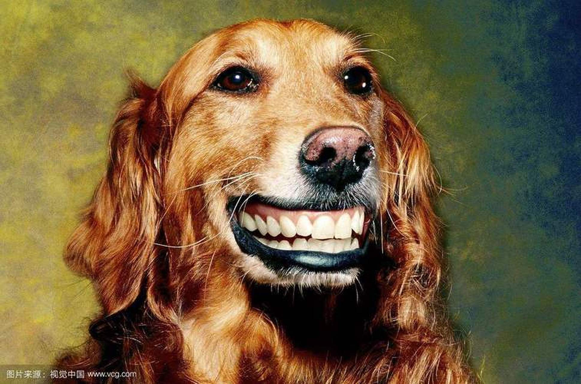 微笑狗不仅仅是一种图像现象,还有特殊的语言表达形式,即"doge语".