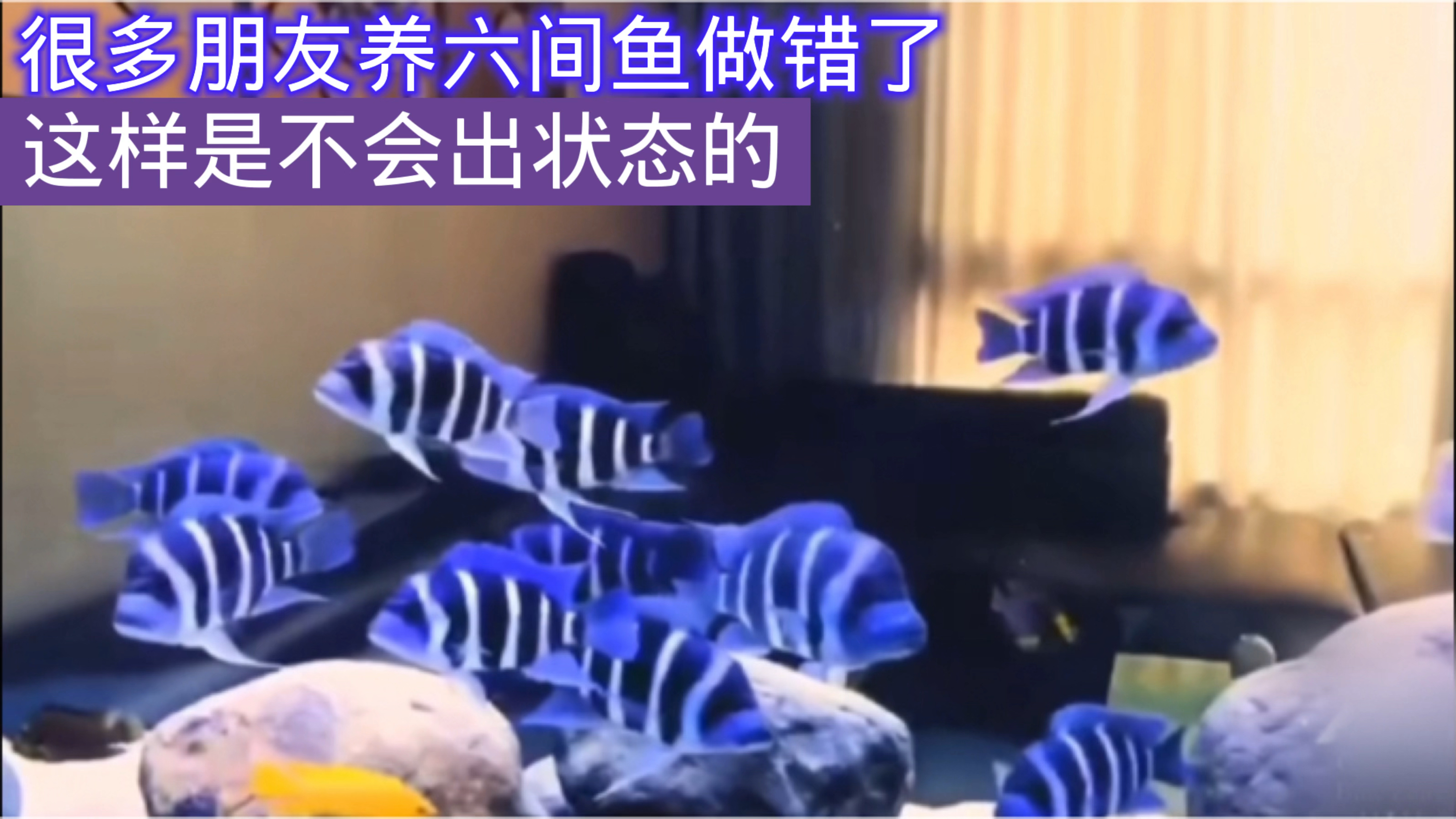 很多朋友养六间鱼做错了,这样是不会出状态的