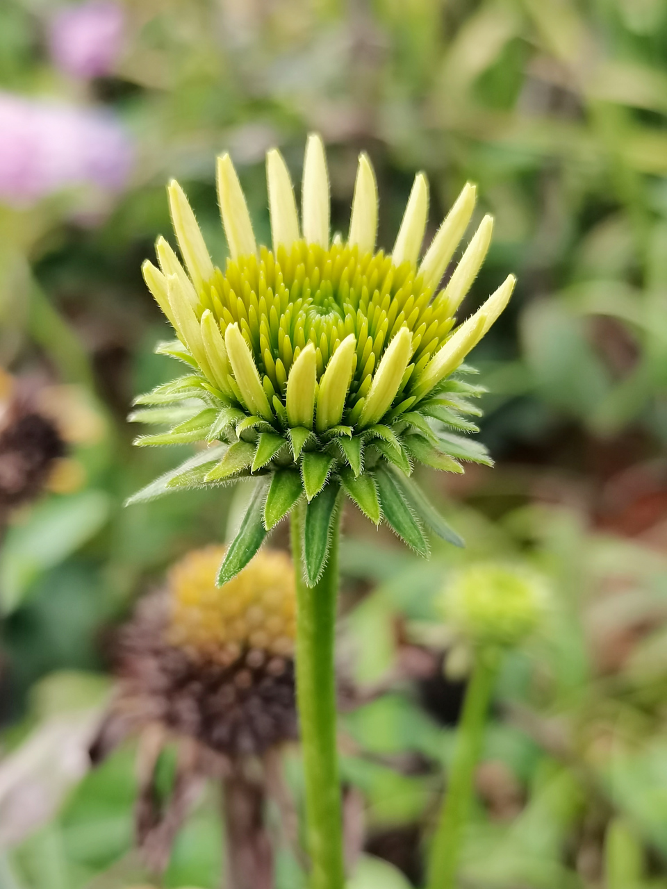 图:松果菊,菊科松果菊属多年生草本植物.