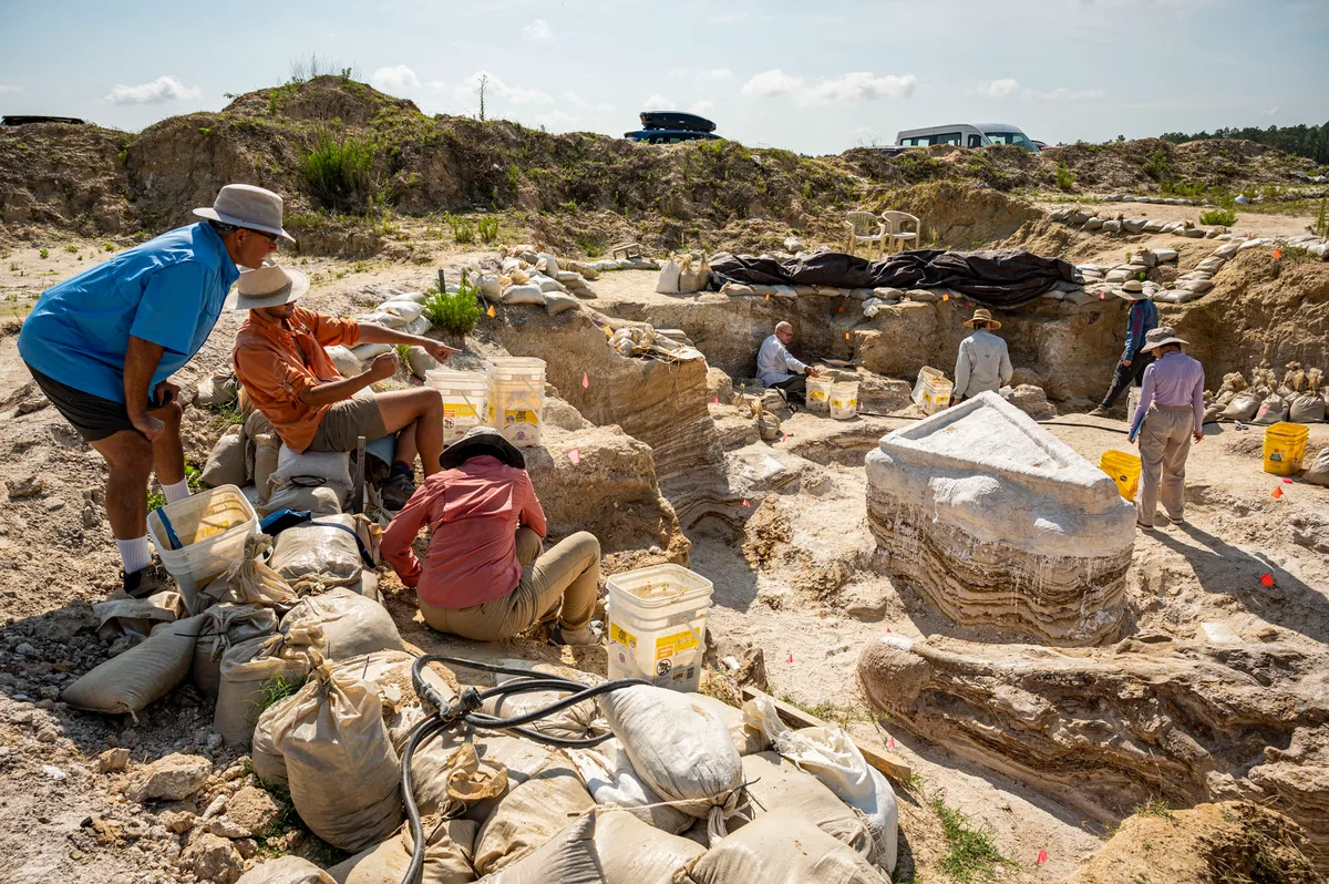 美国佛罗里达州北部发现550万年前的古代大象墓地