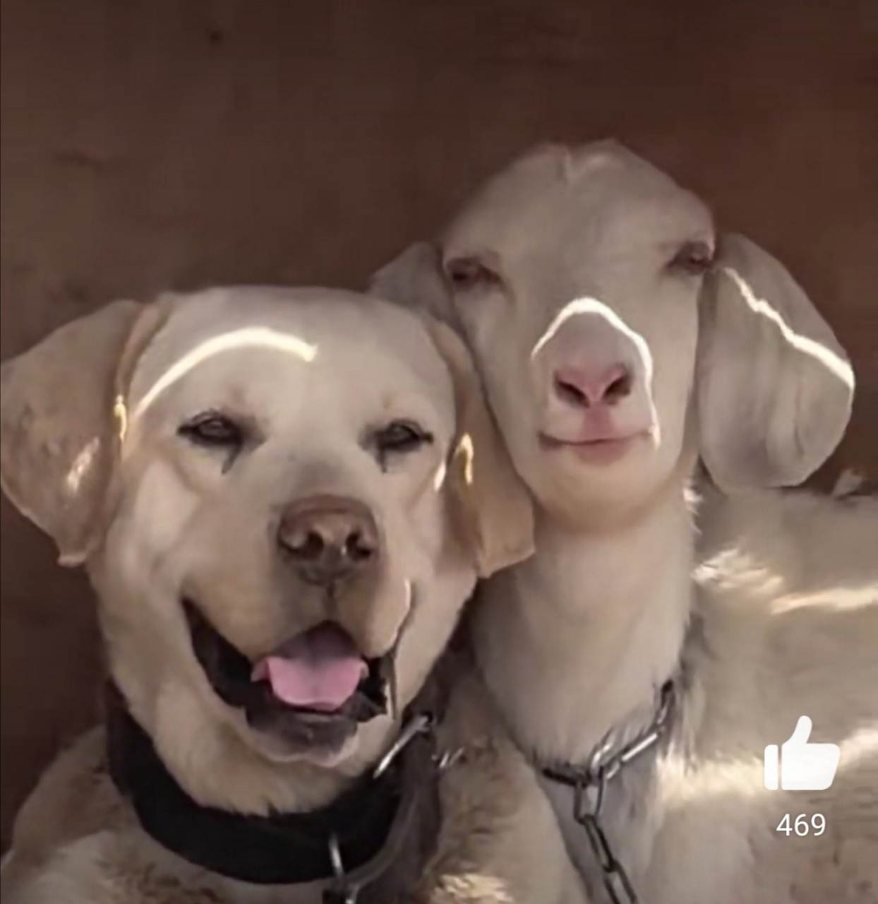 山东,狗狗和小羊幸福依偎在一起,和谐美好[笑哭]这画面太美我真的不敢