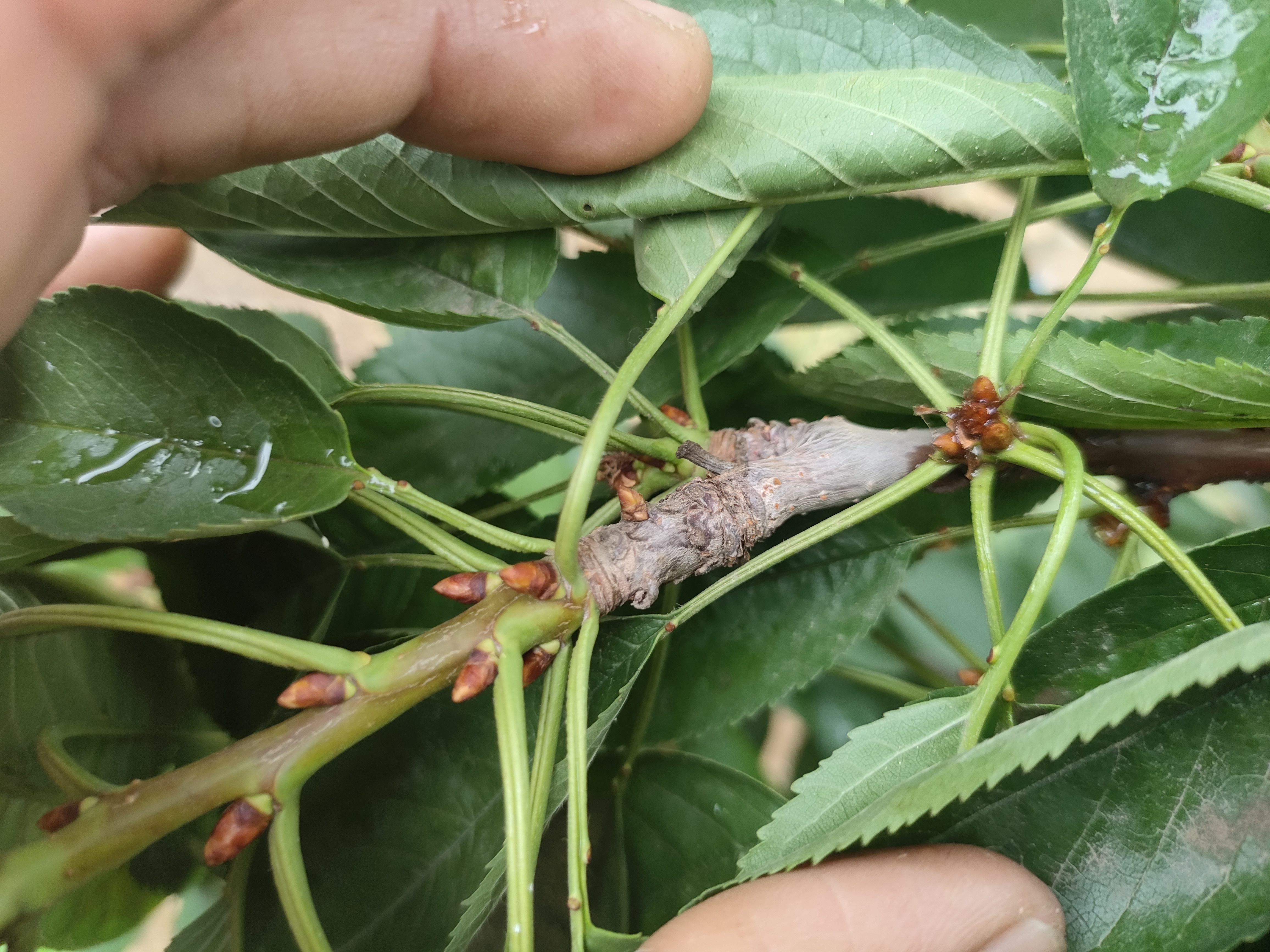 你了解车厘子樱桃花芽的分化吗