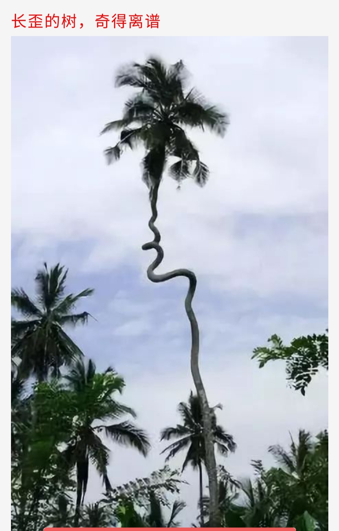 你看这长歪的树