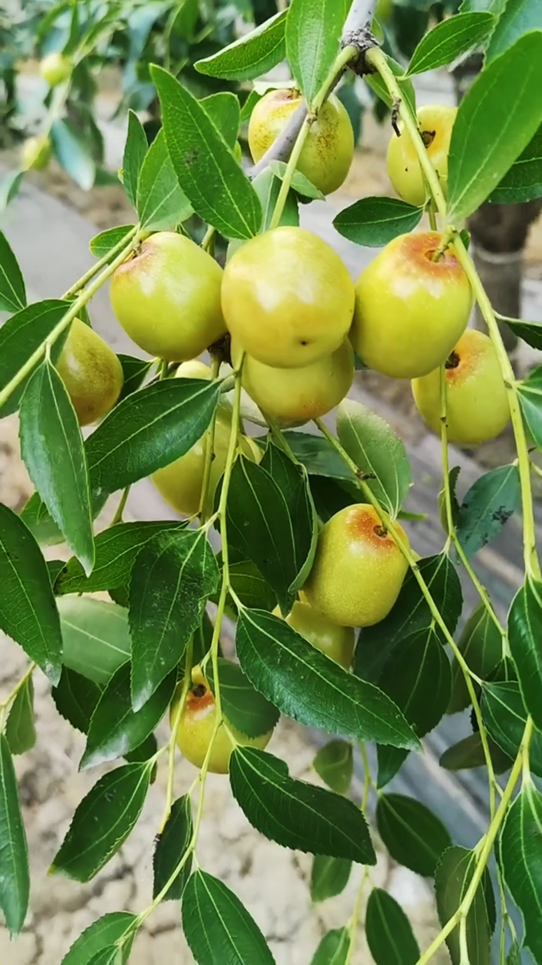 不环割不抹芽的冰糖枣,已经上糖了