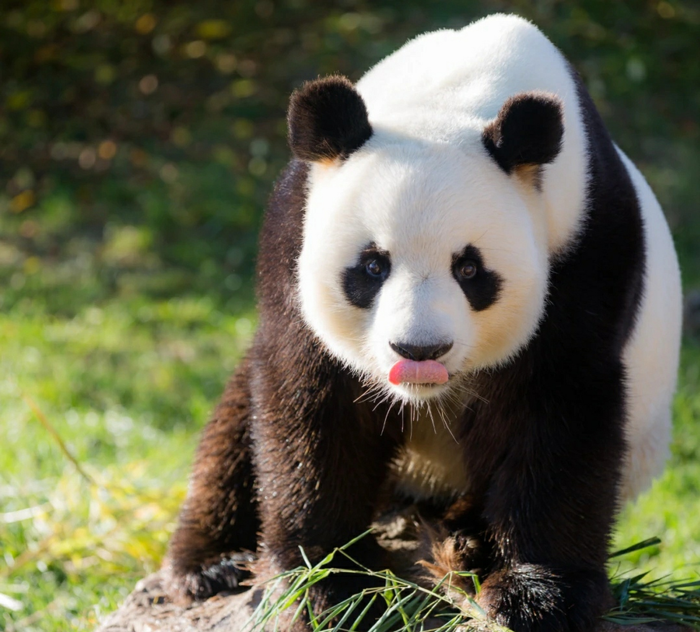 旅法大熊猫,帅气的园子.据说是陈圆润女士同母异父的哥哥哦![心]