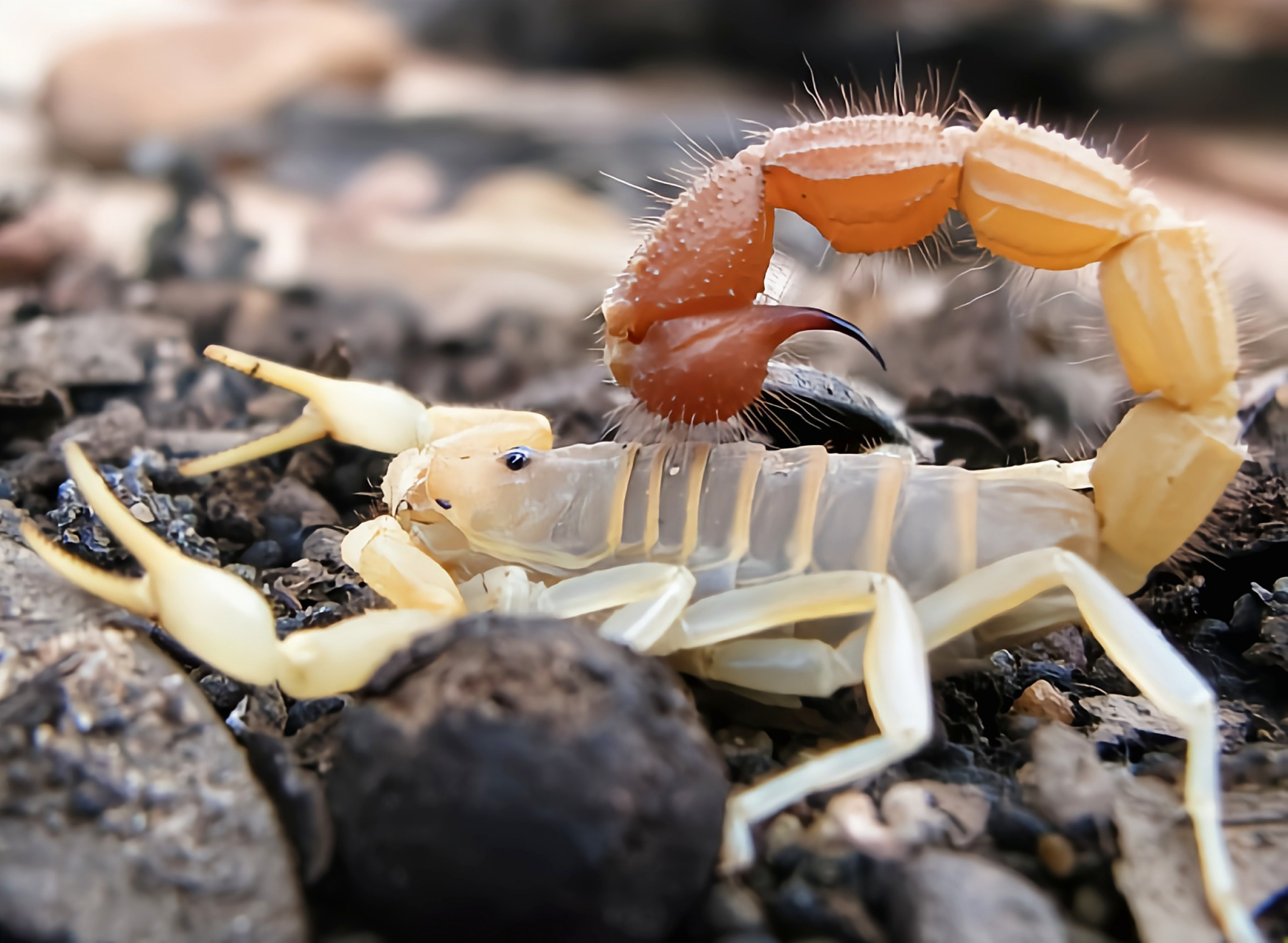 每天认识一种动物——金背粗尾蝎 金背粗尾蝎是蝎目,钳蝎科动物,原产