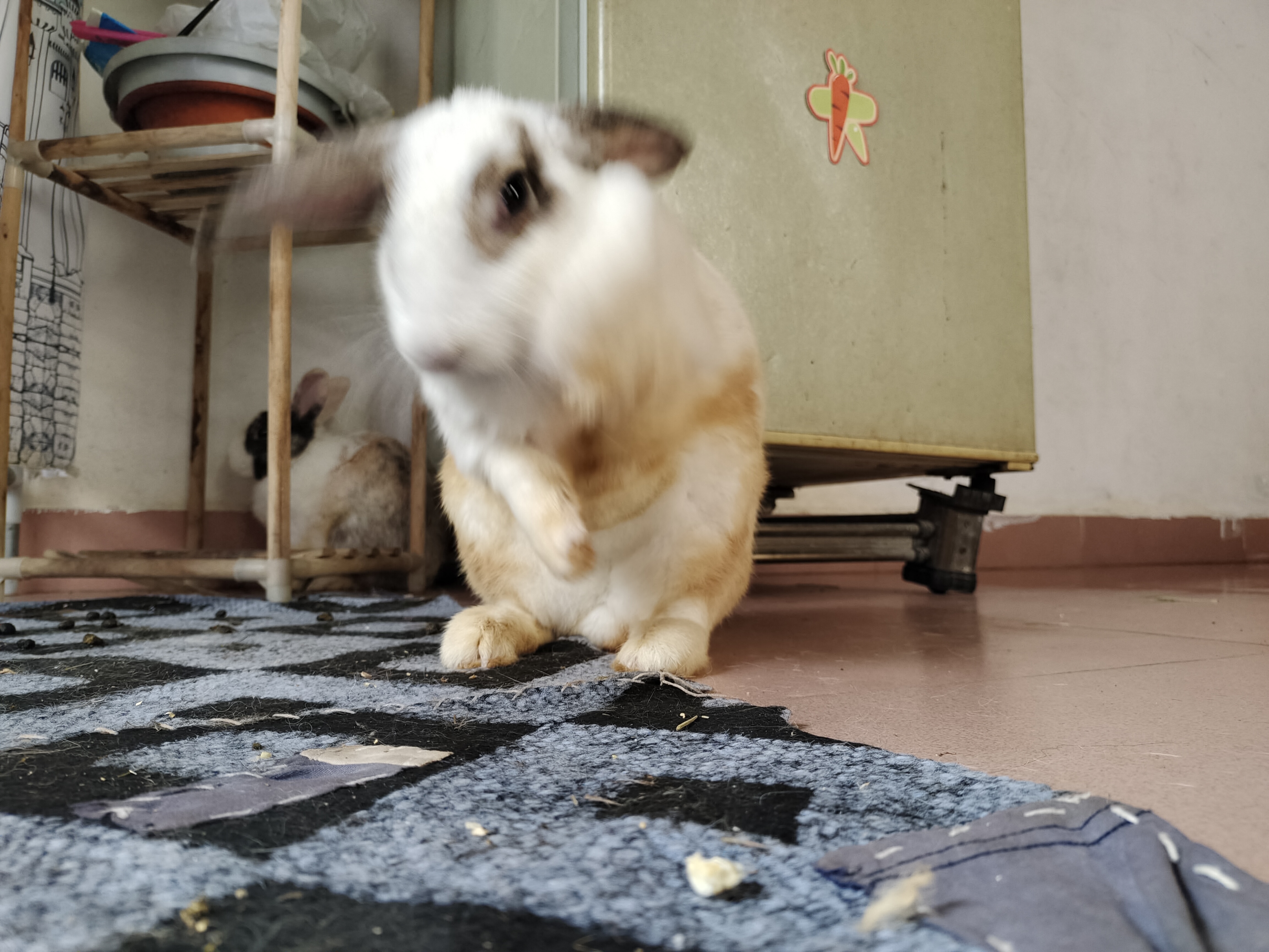 拥抱夏天,和小兔子一起玩耍