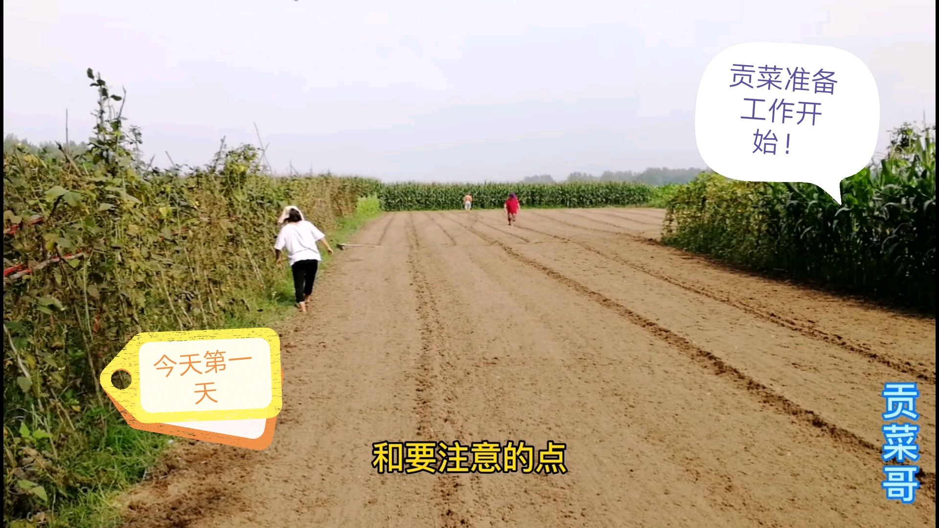 秋季贡菜种植全过程,今天第一次开工,看看都干了啥?