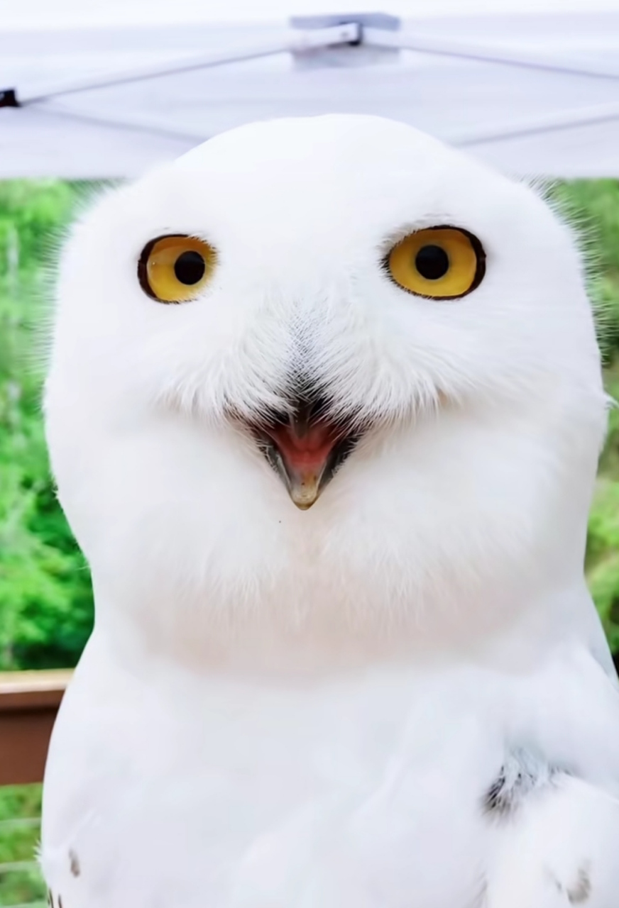 爱笑的雪鸮:瞧瞧它那小表情,感觉有点像二哈