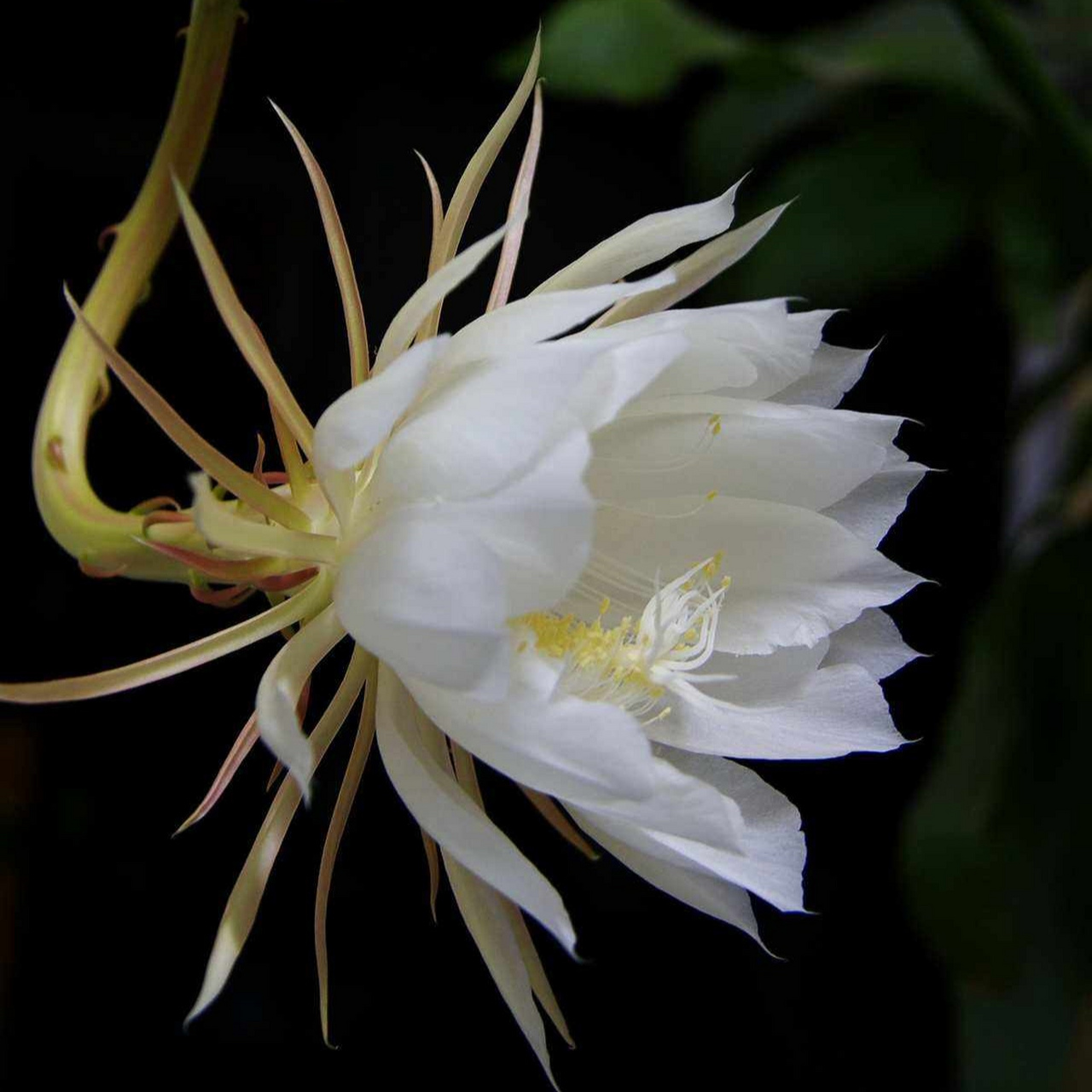 家里的昙花开了  昙花,仙人掌科,昙花属附生肉质灌木;昙花一年可开花