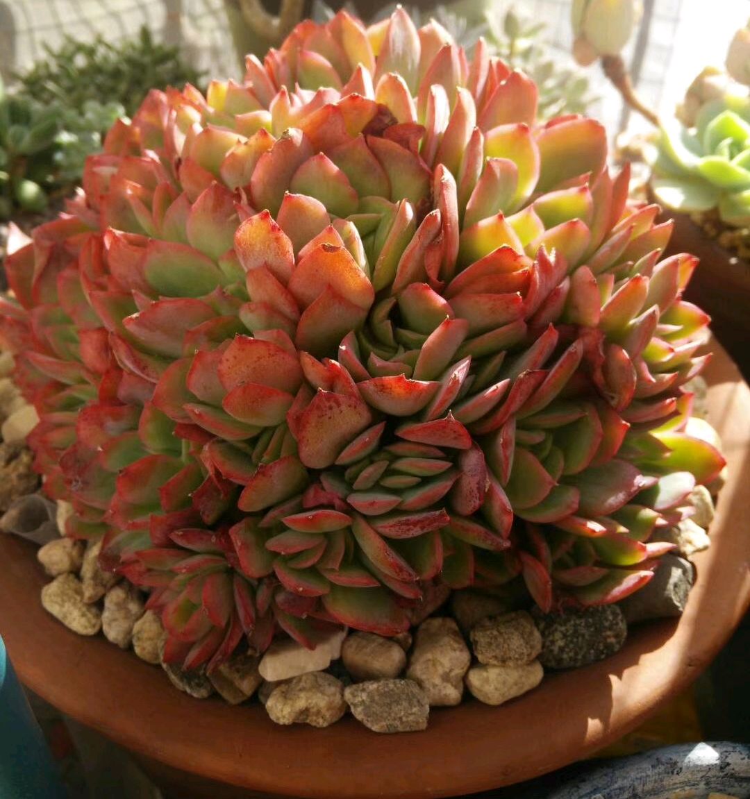 多肉绮罗三头慢慢成长为缀化