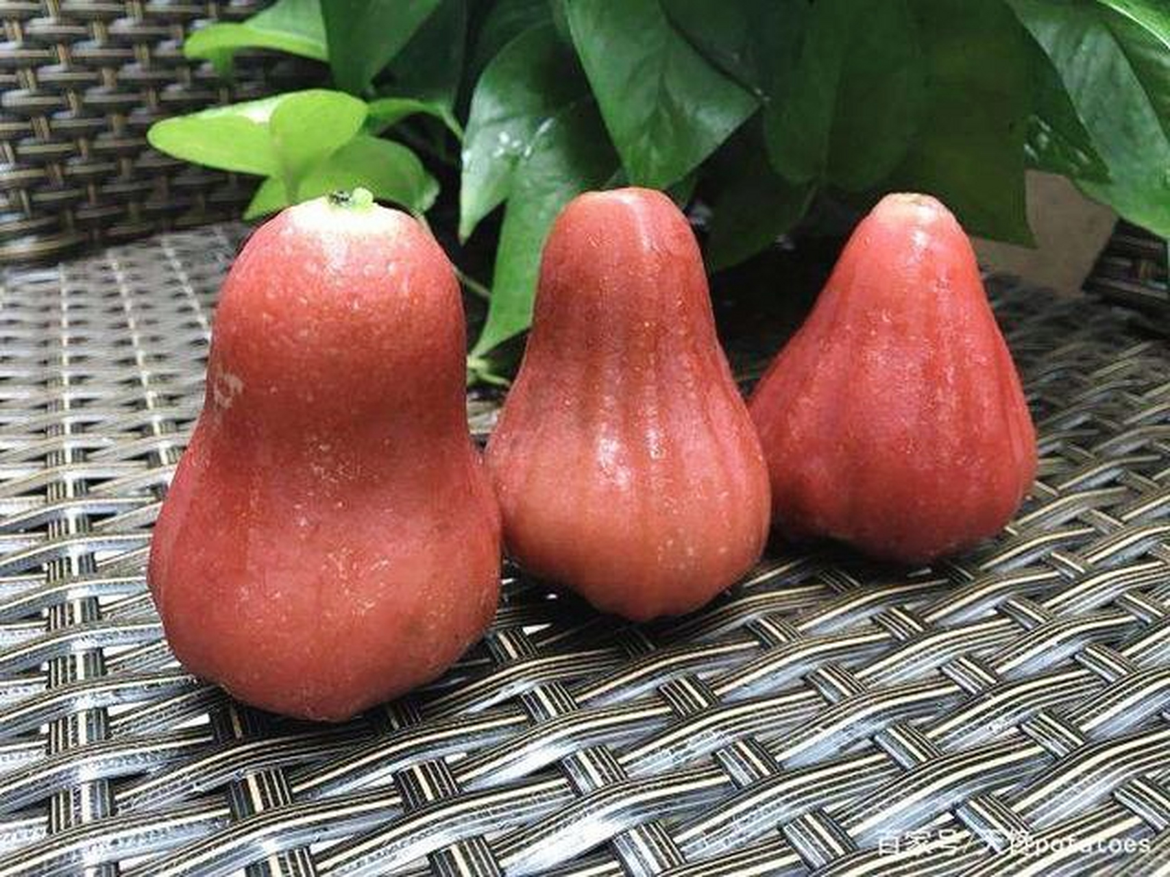 这些奇特的水果,你都认识吗?#动物趣图