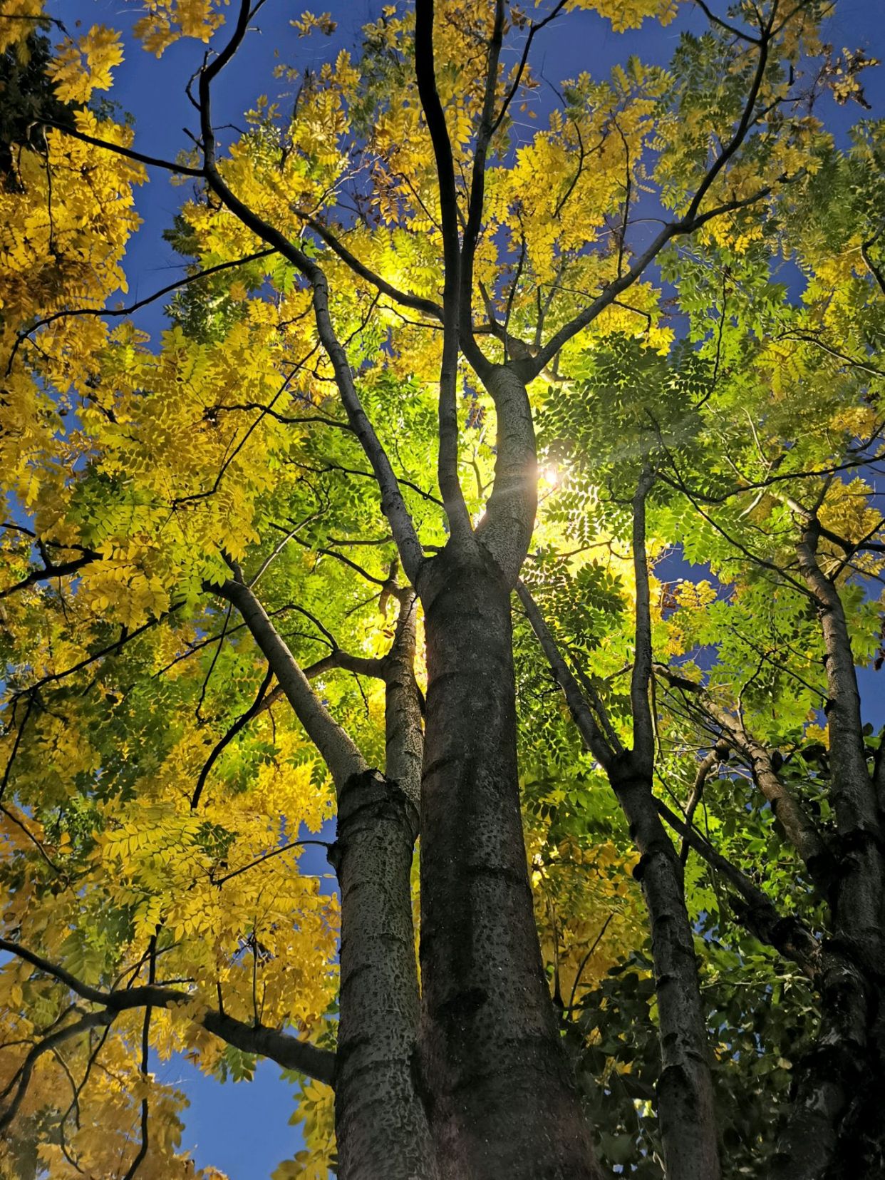 临沧,路灯下的树