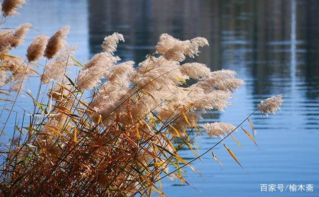 一日一花一诗:荻花