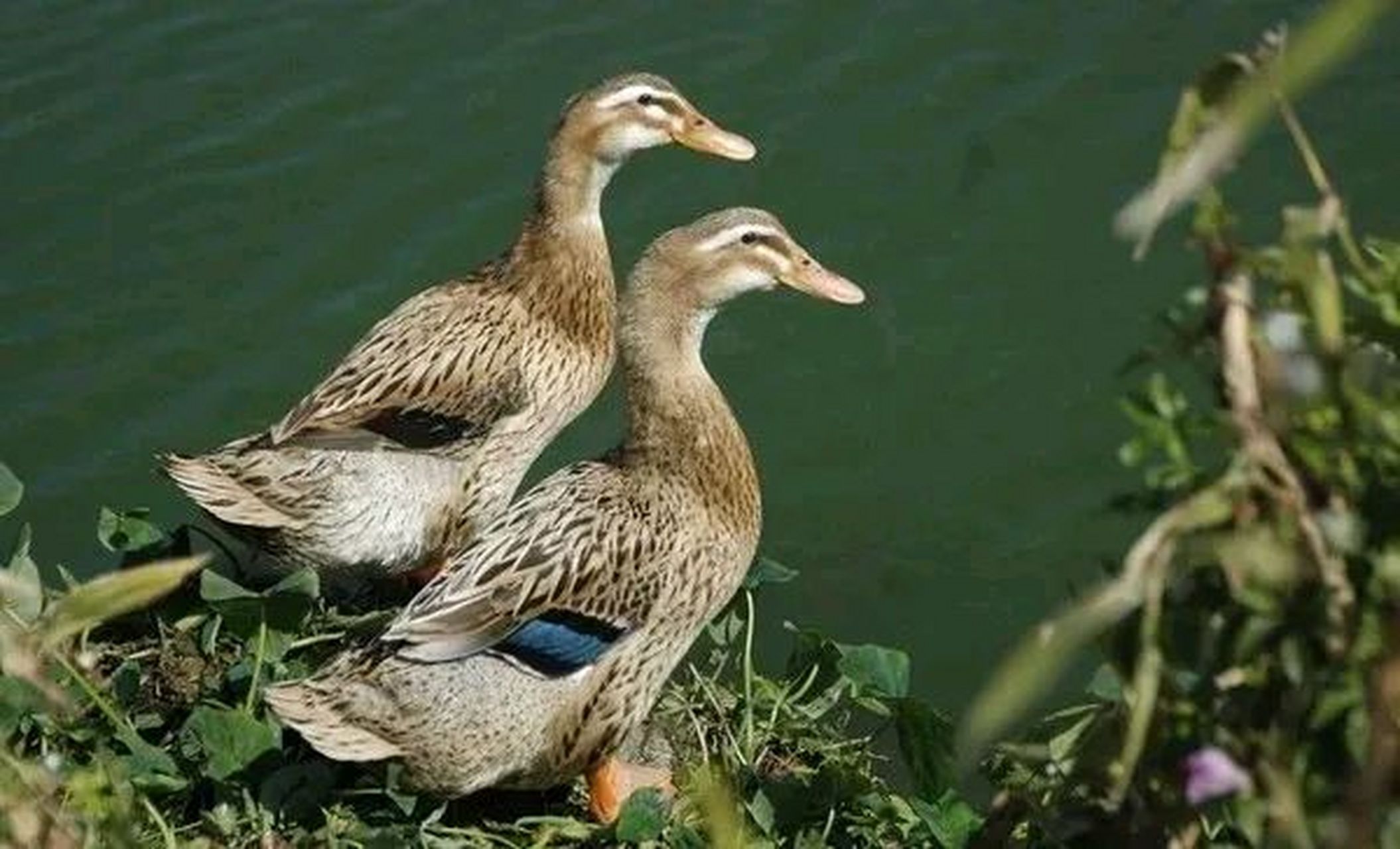 我一个远房亲戚在乡下喂了一群鸭.