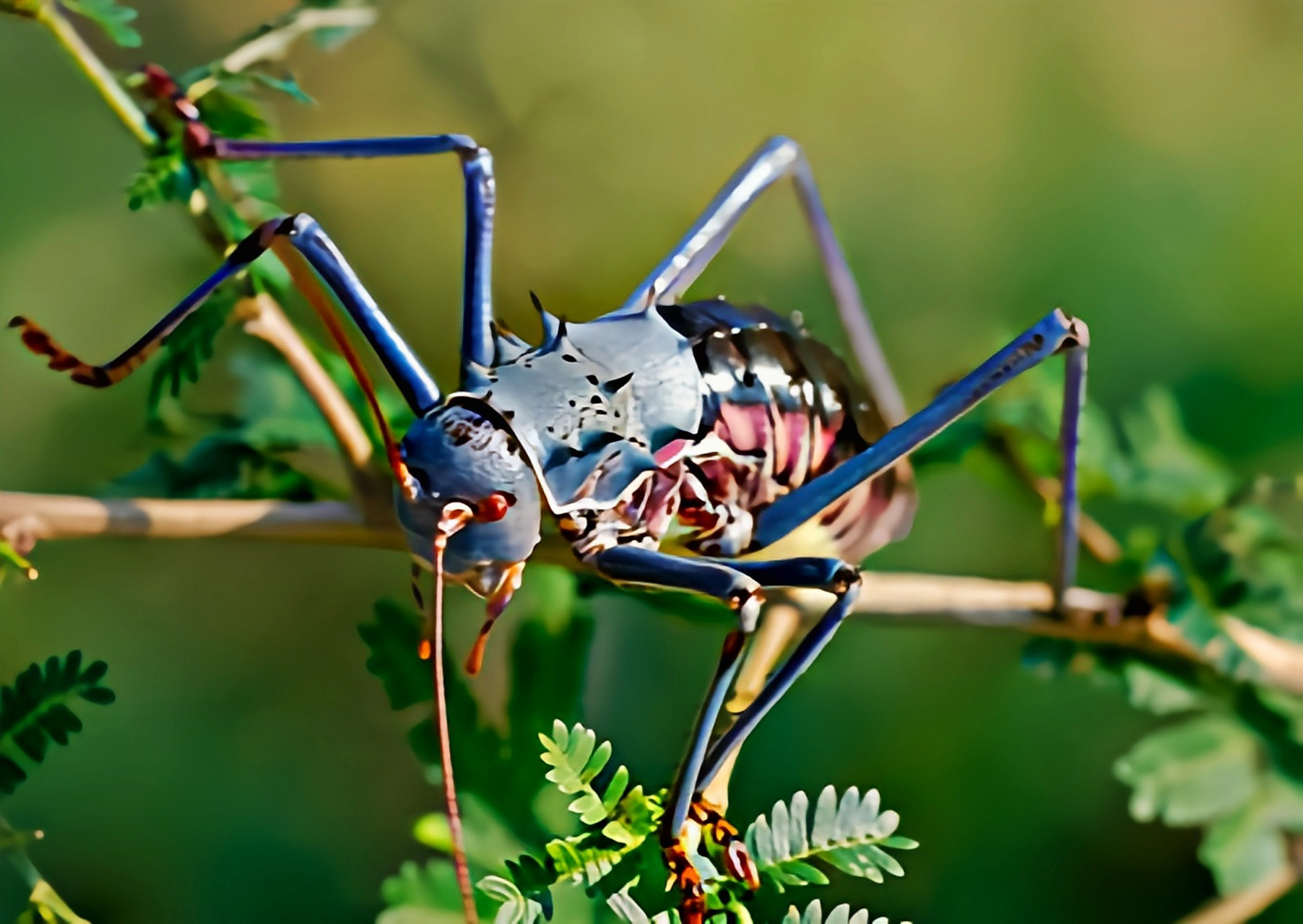 性格凶残,不能飞,杂食性