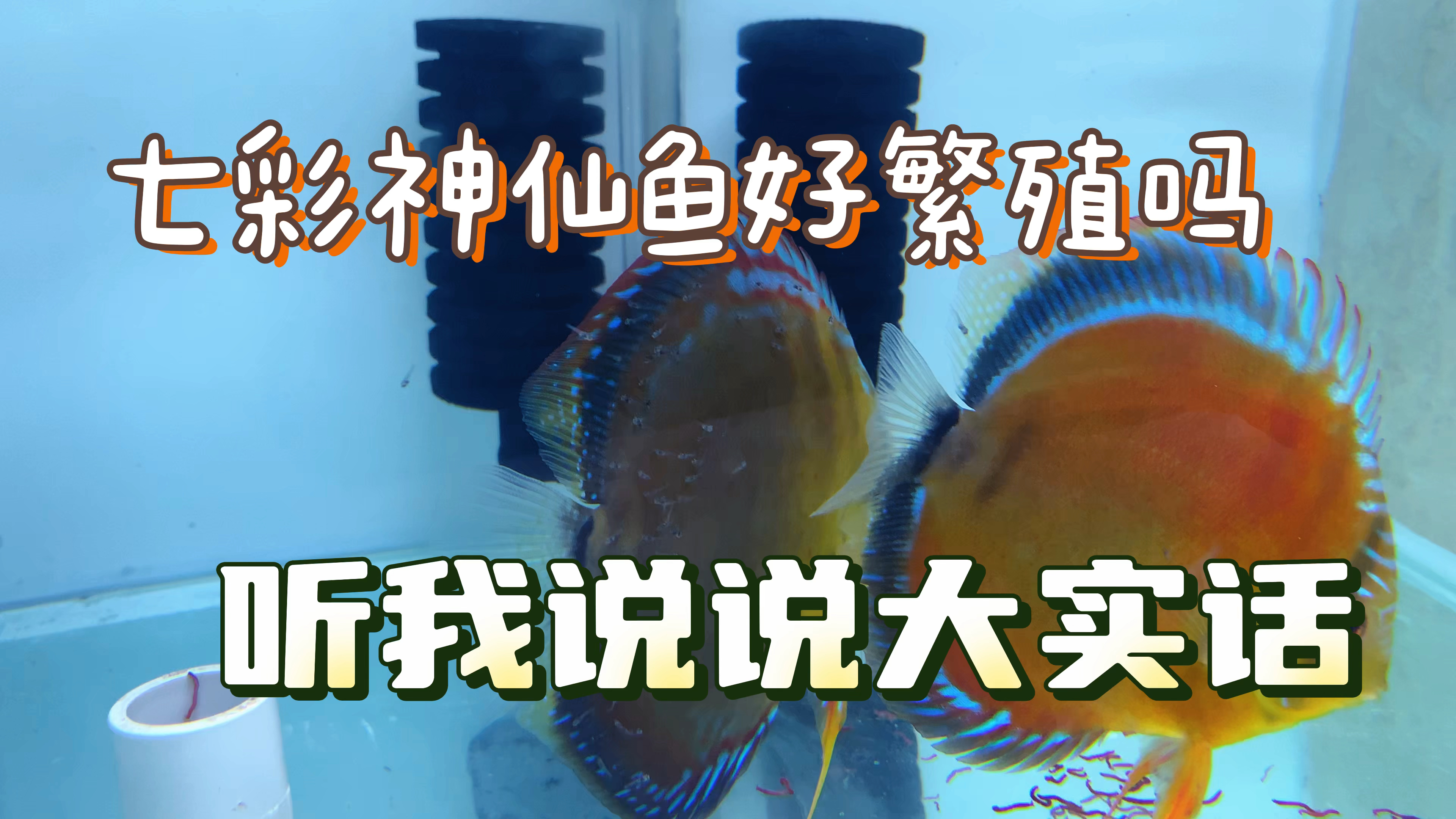 七彩神仙鱼真的好繁殖吗?就算得罪很多人,今天我也要说说大实话