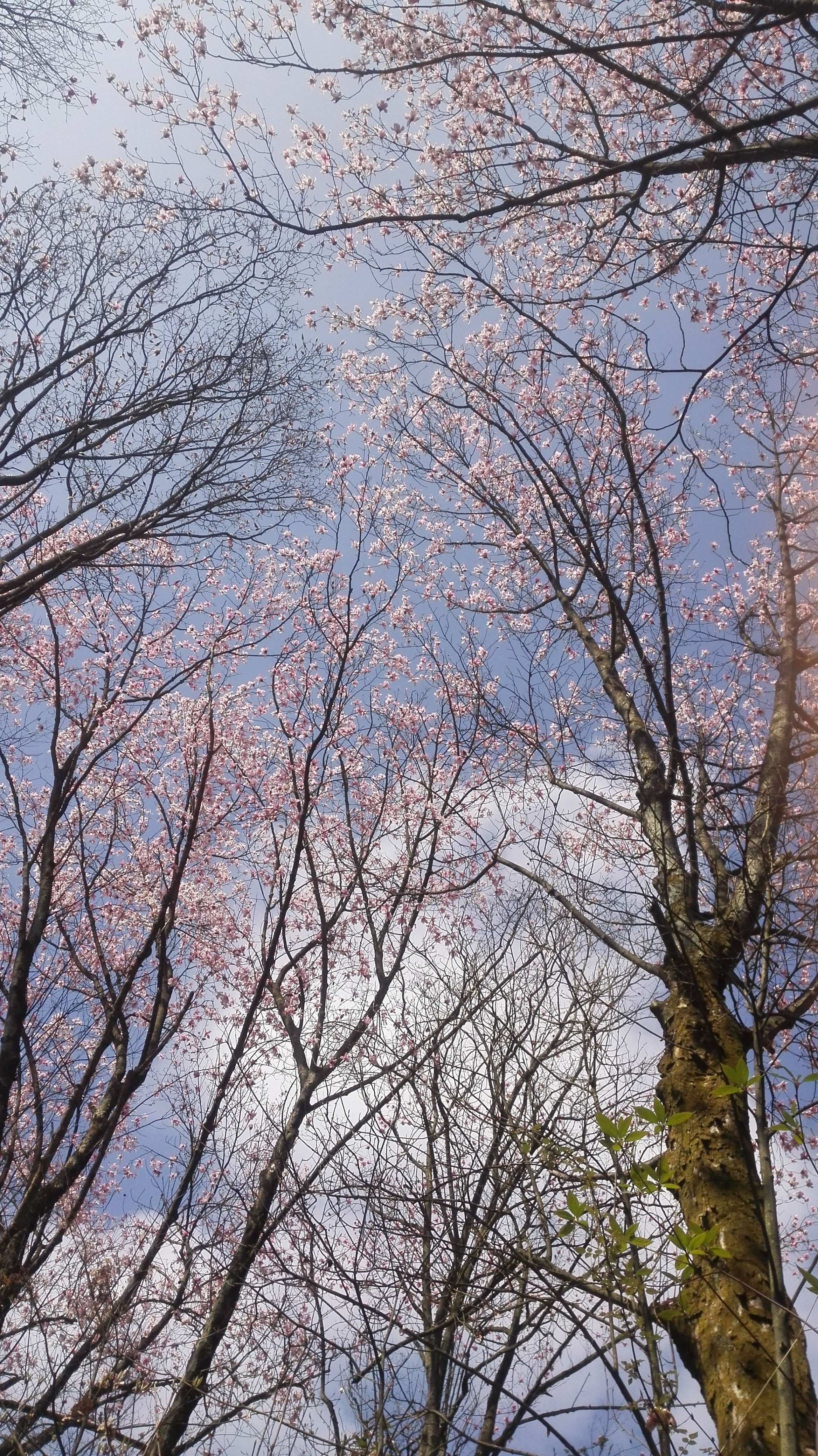 四川江油吴家后山赏辛夷花