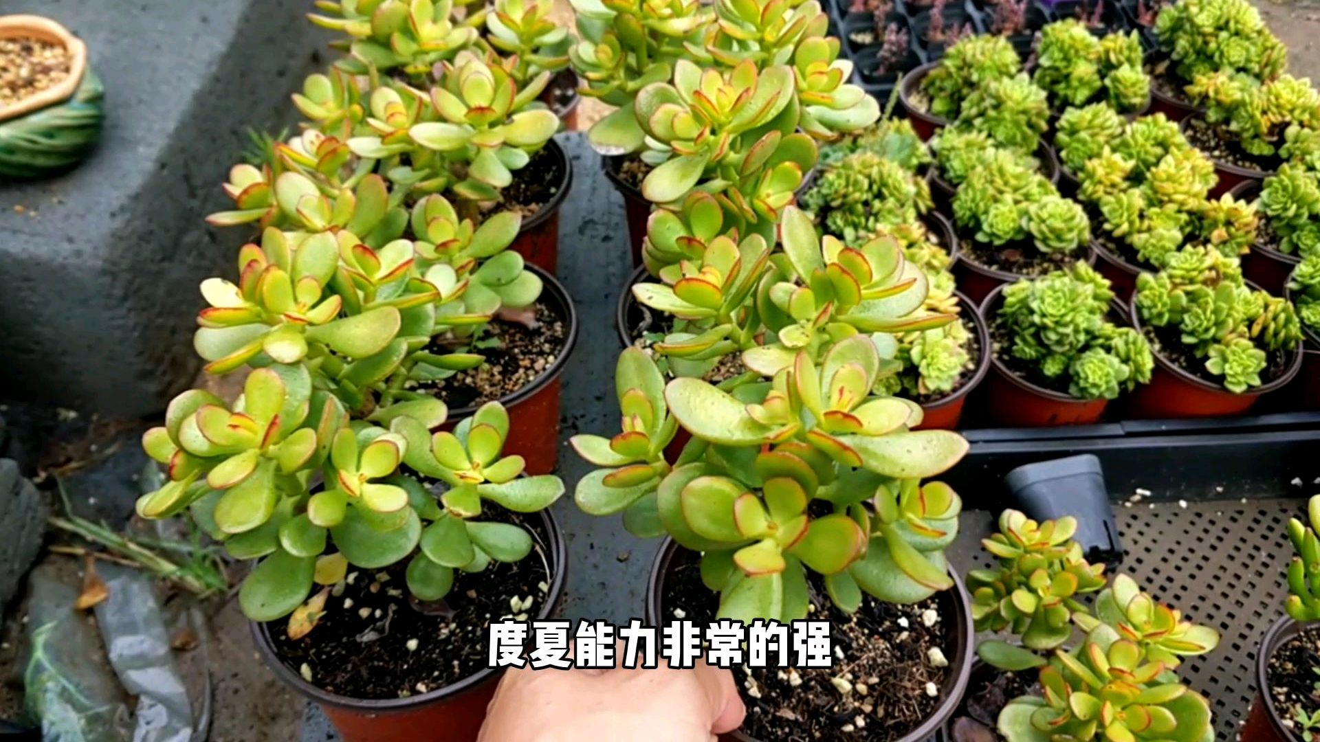 多肉植物,这样的玉树你值得拥有。姬红花月养护方法