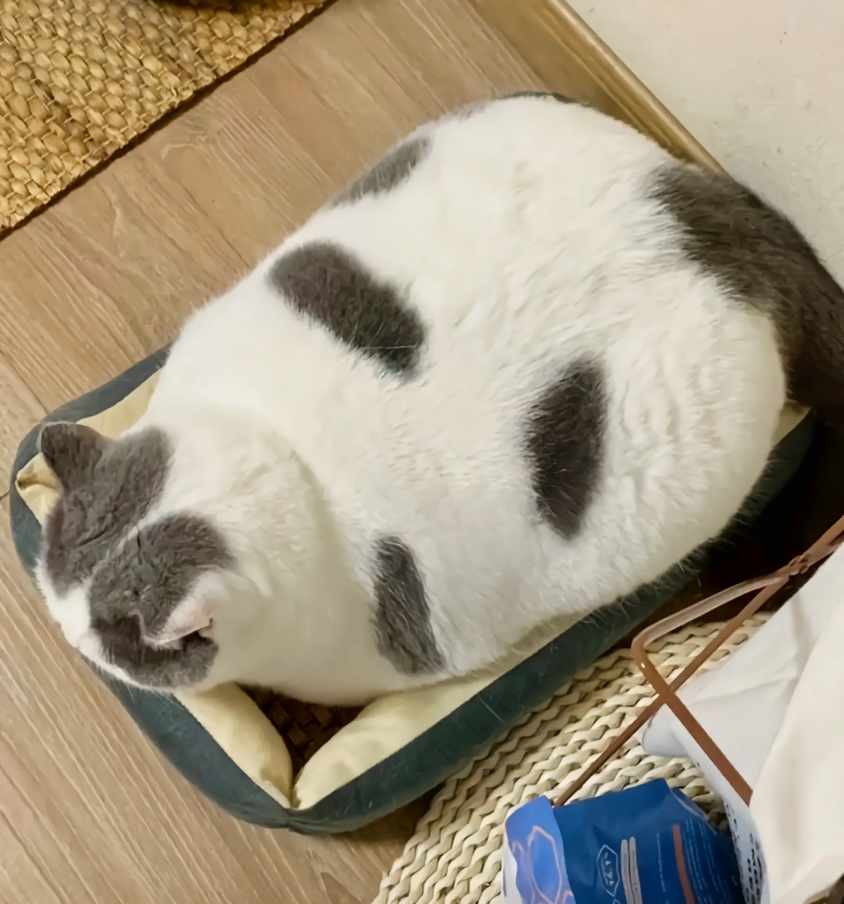 像这么胖嘟嘟的可爱猫咪,你们说我应该叫它什么名字啊?