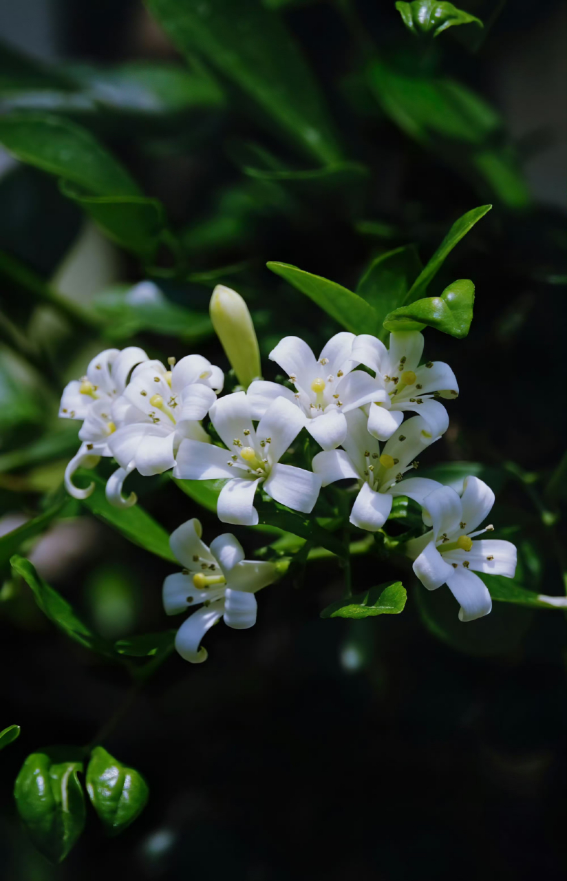 千里香,夏天盛开后秋季也开.