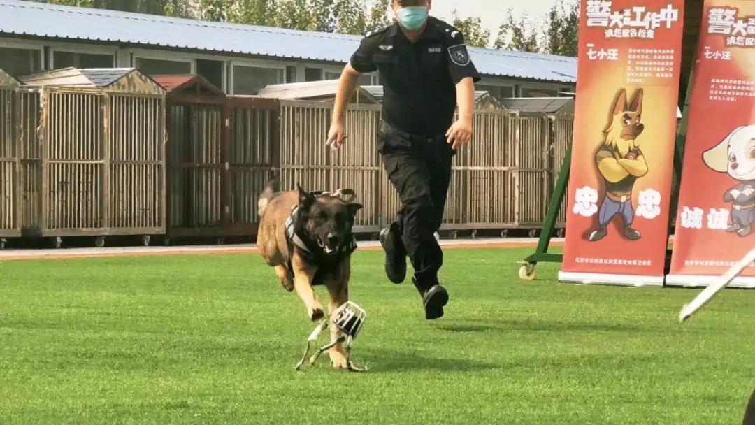 北京市公安局警犬大队图片