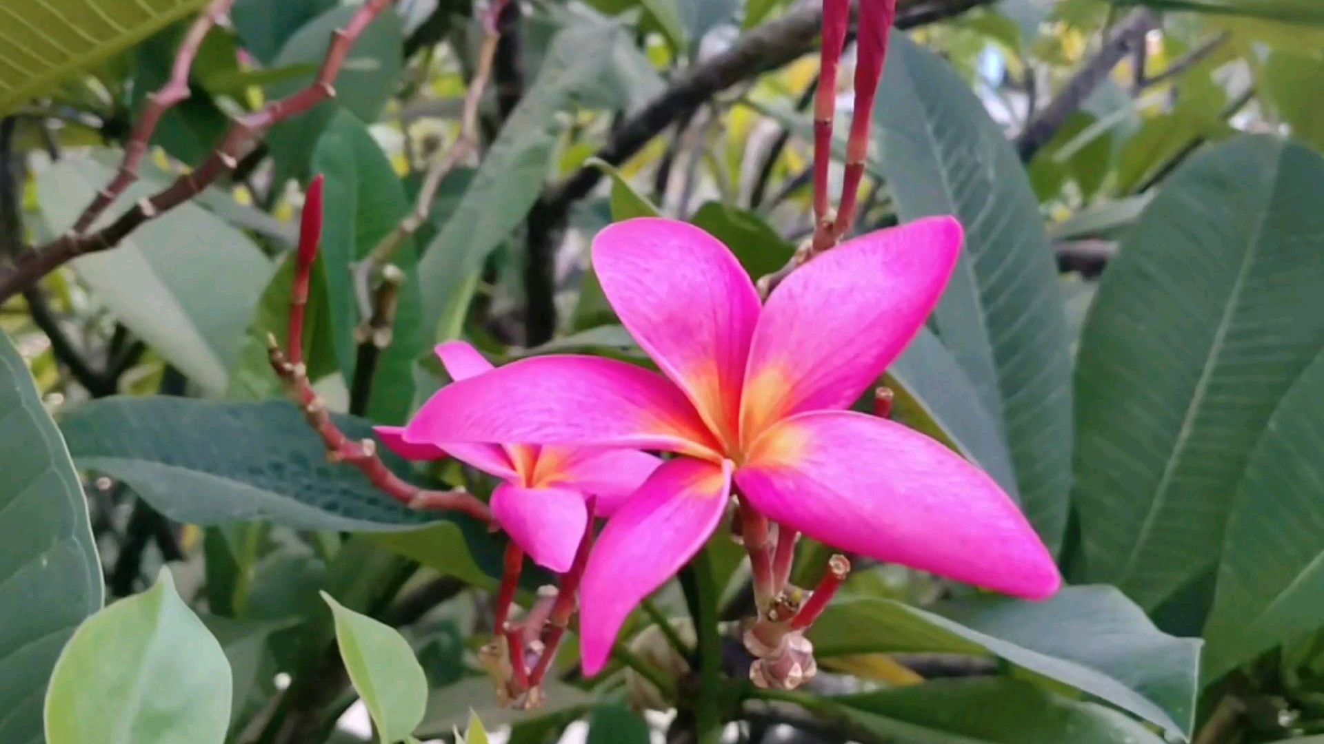 没有花蕊的红色鸡蛋花,这颜色好艳丽