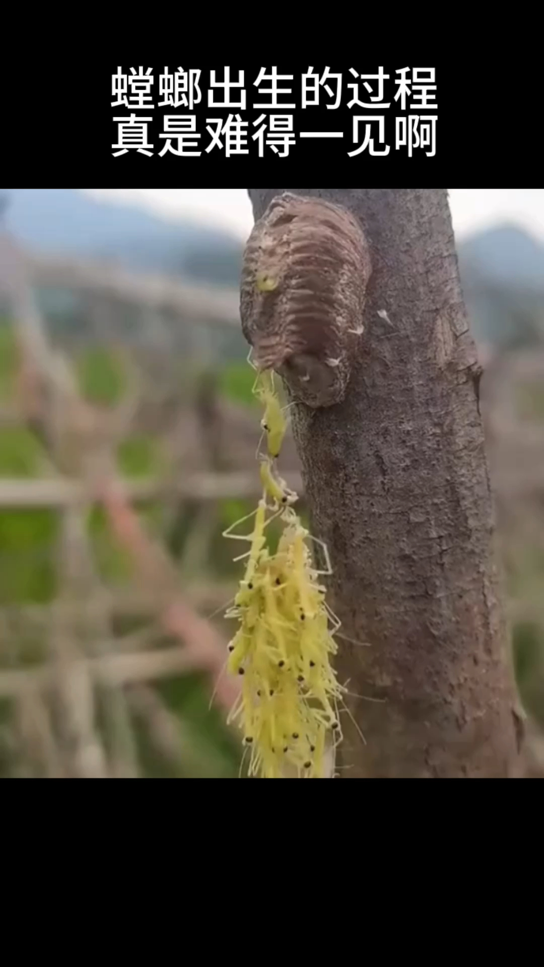 螳螂出生的过程,真是难得一见啊
