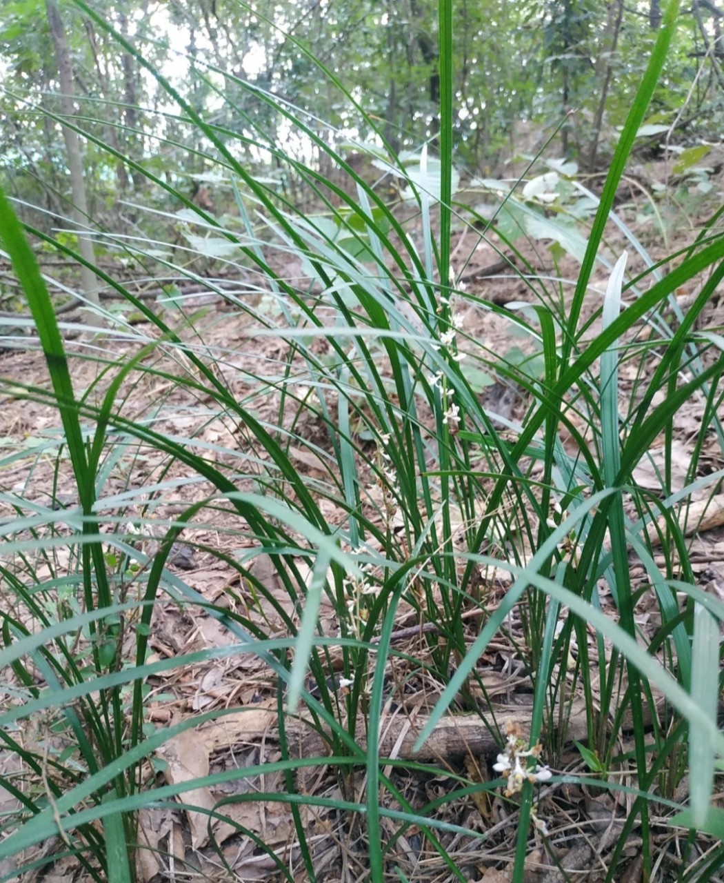 野外碰到这个别乱挖,小心牢底坐穿