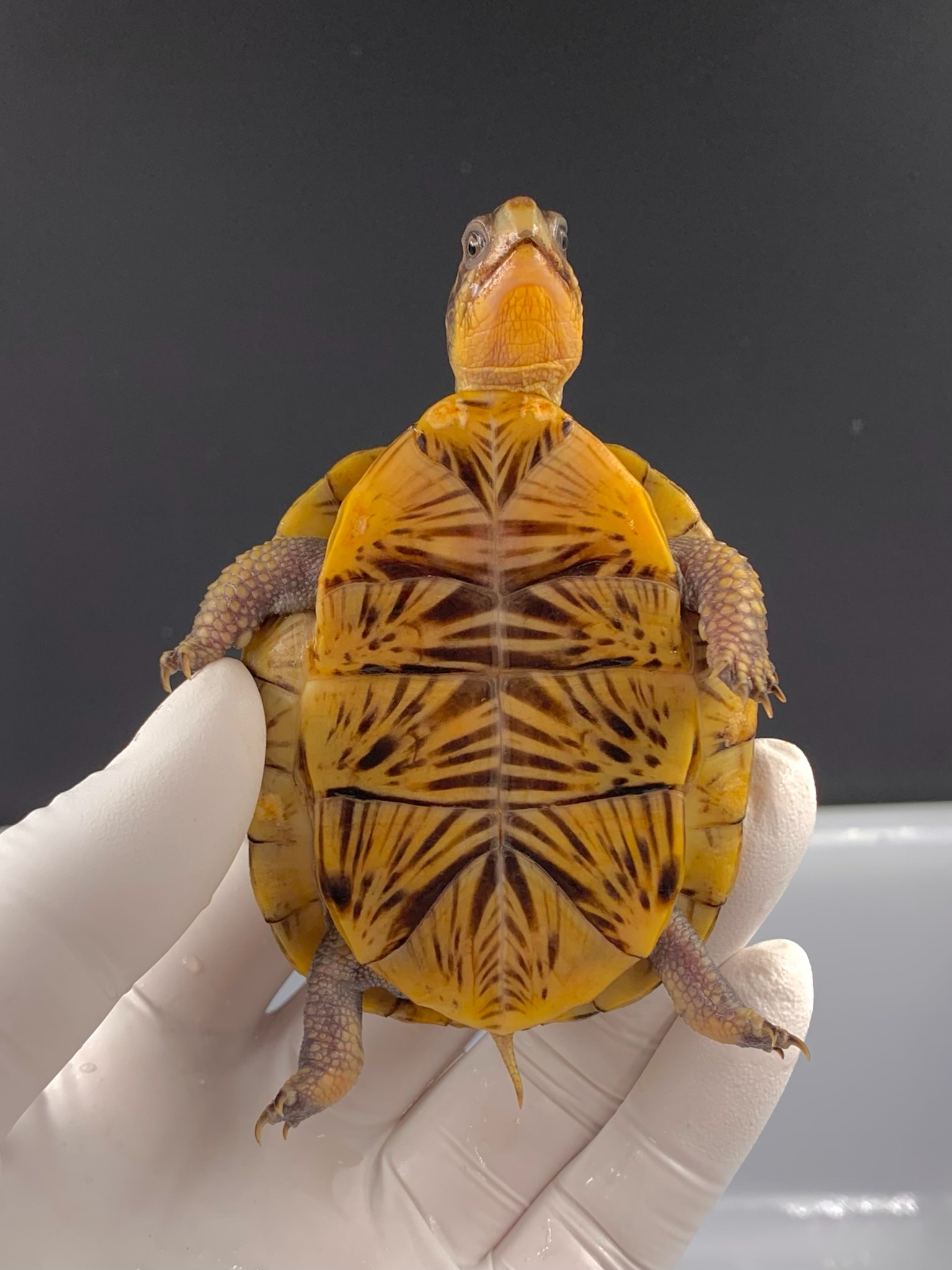 东部箱龟极 品佛箱母2020年龟,超高收藏价值!