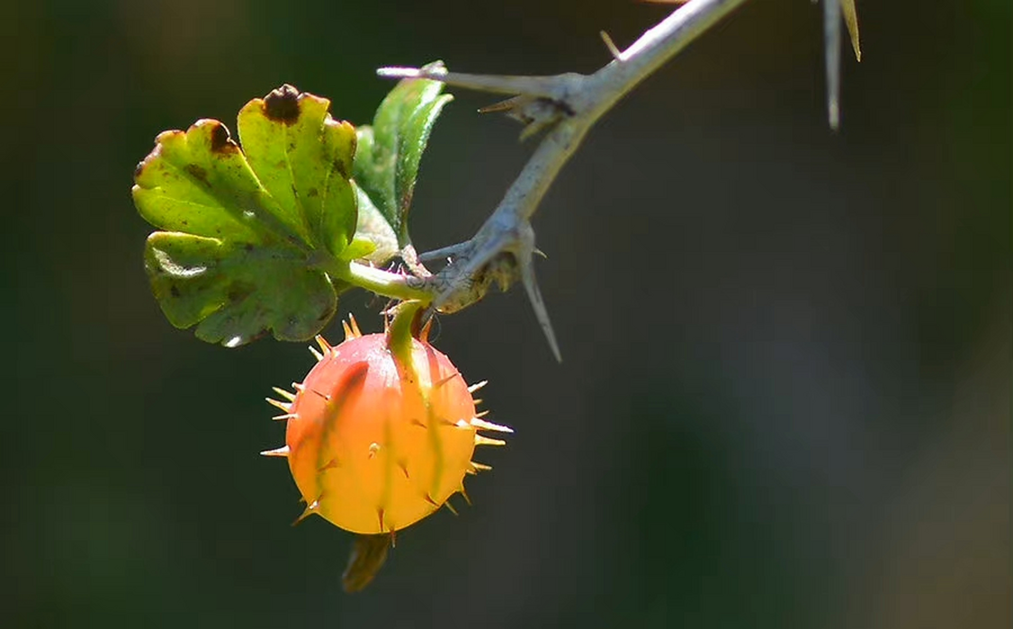 茶藨子花图片