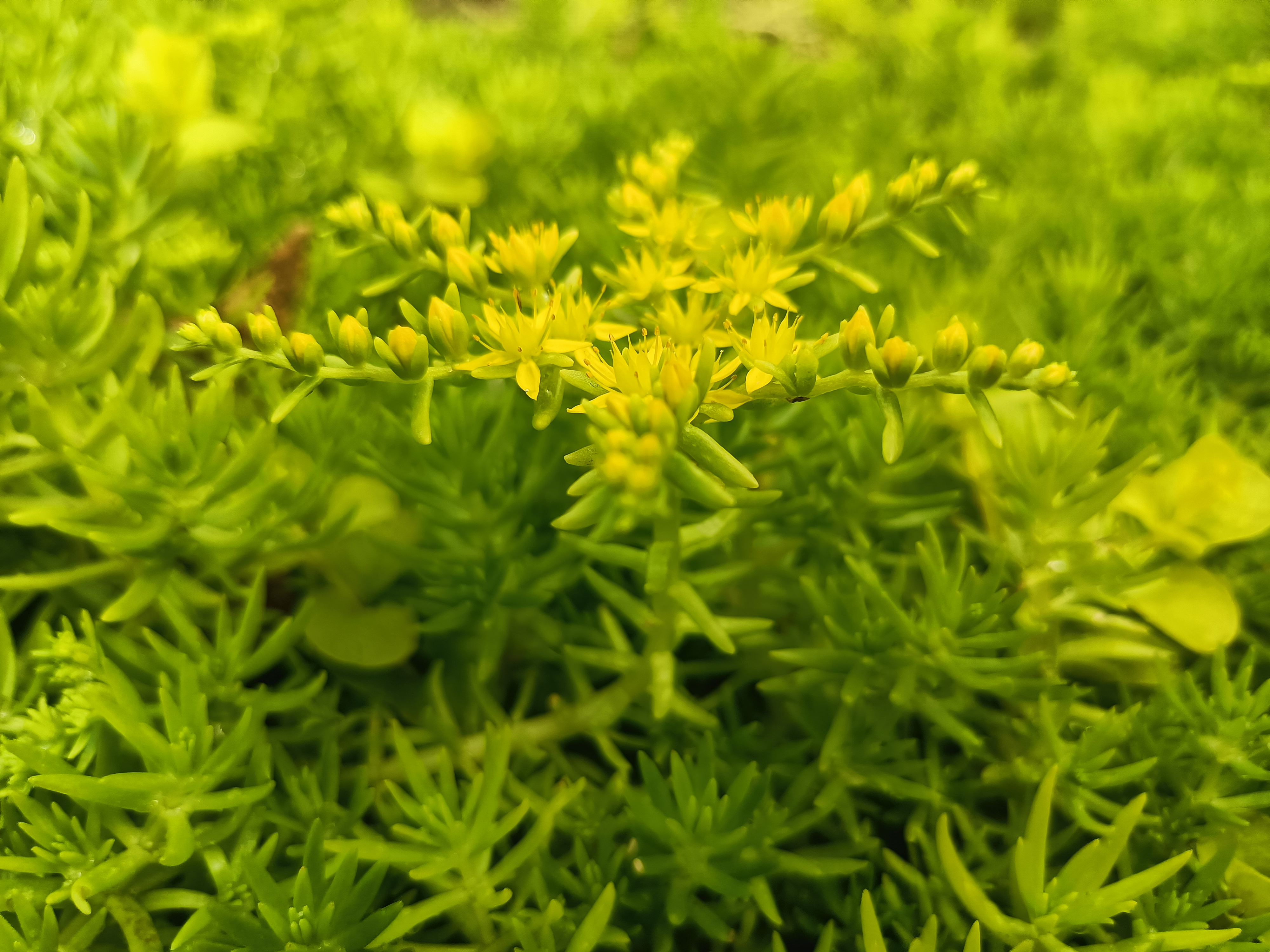 一种耐旱好养的佛甲草,一年四季翠绿晶莹,金黄的花朵艳丽漂亮