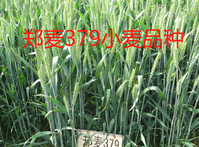 郑麦379小麦品种介绍