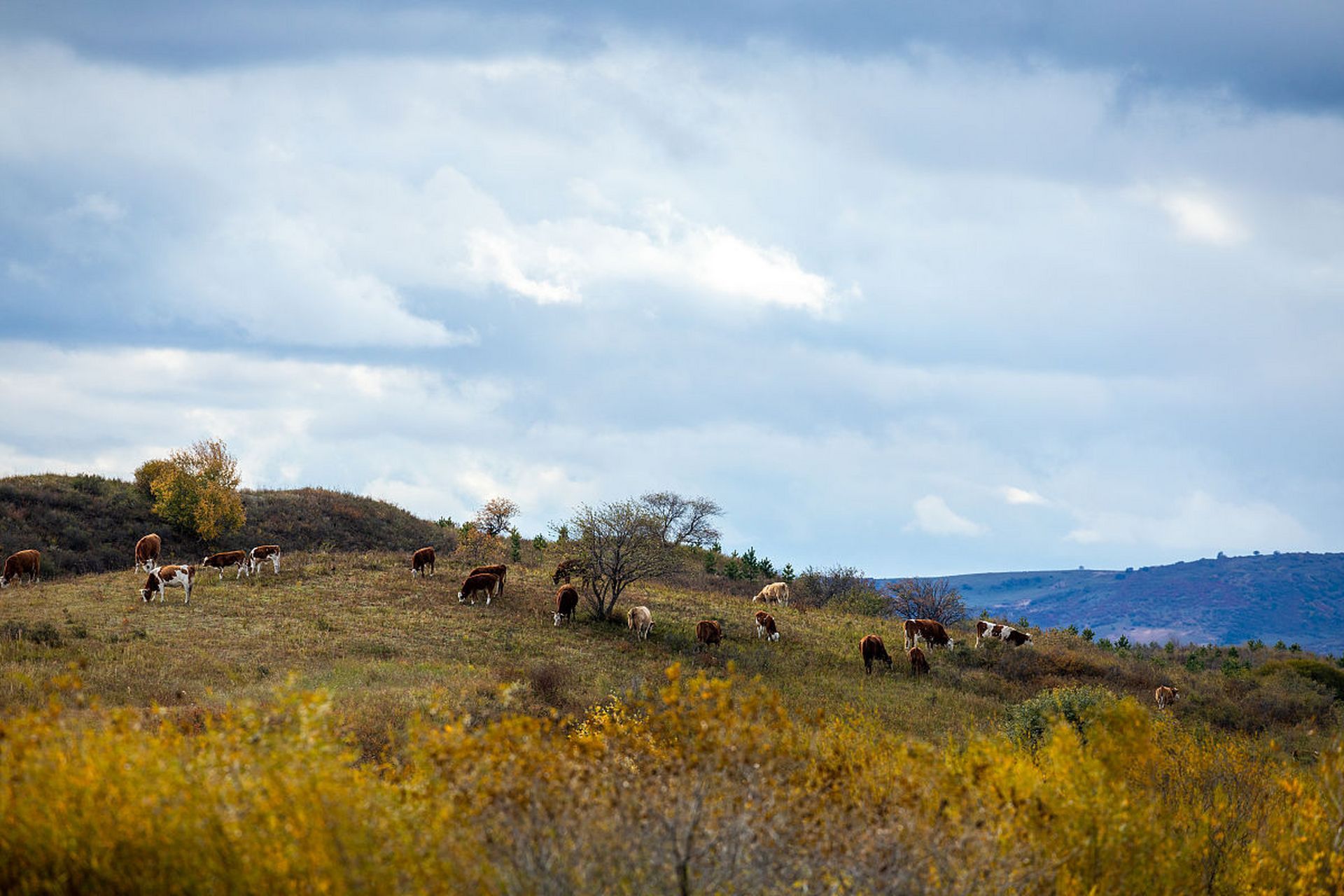 每日读诗: 《南园十三首》(其三) 【唐】李贺 男儿何不带吴钩,收取