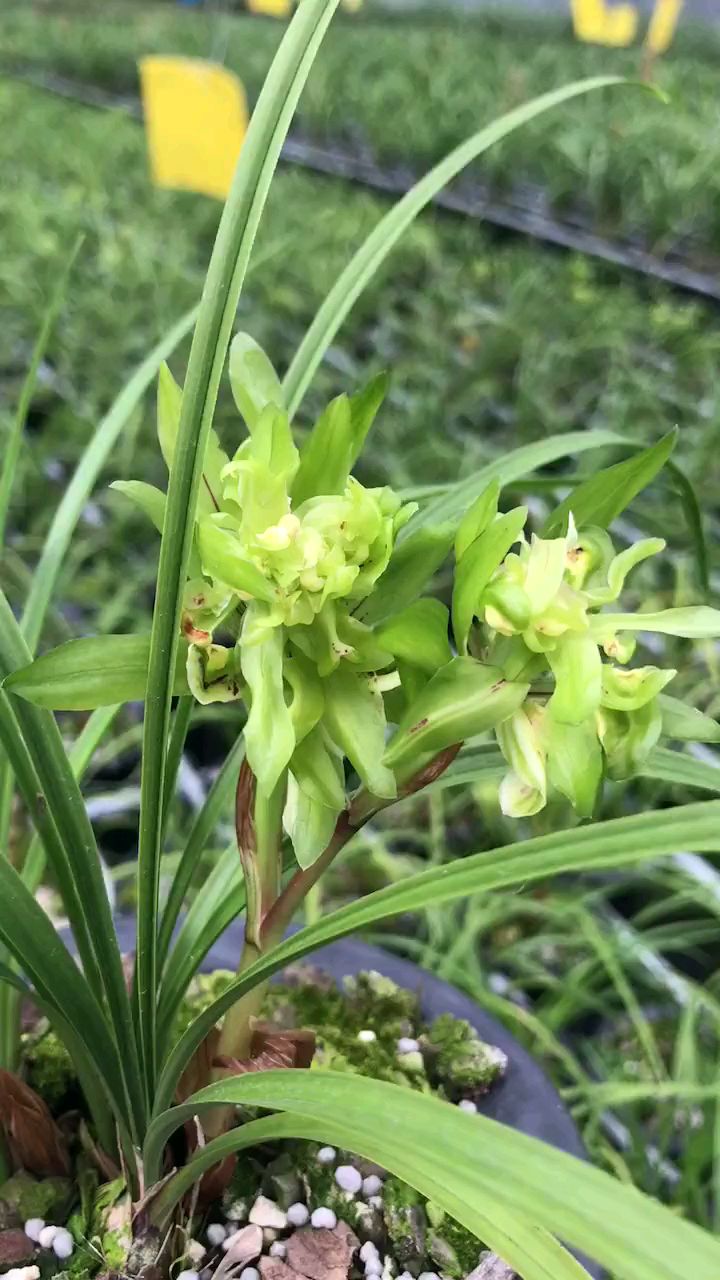 春兰奇花余蝴蝶来花苞啦,浓香型