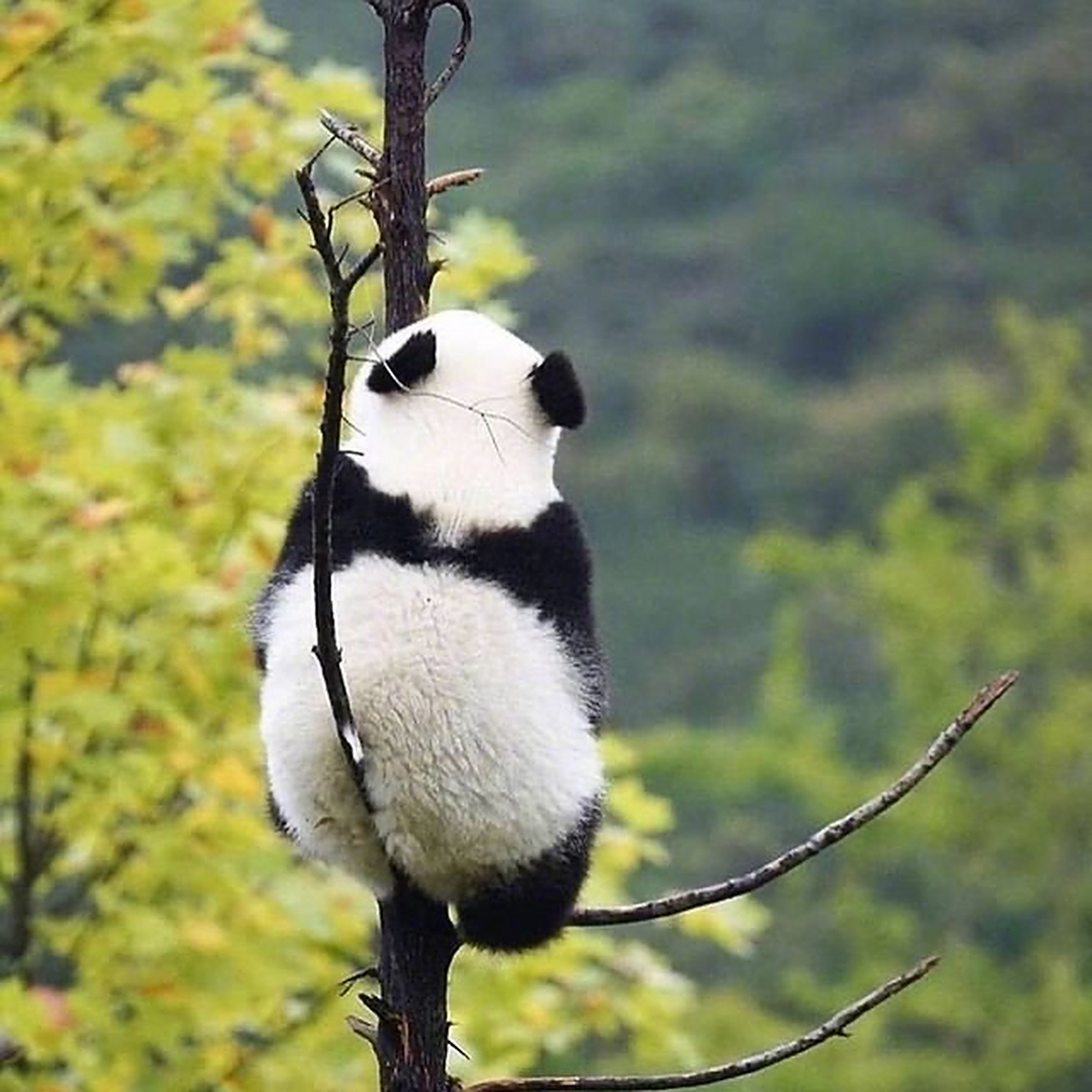 996打工猫:    周一上班日便是让猫猫坐在树上办公桌前还是要打瞌睡啊