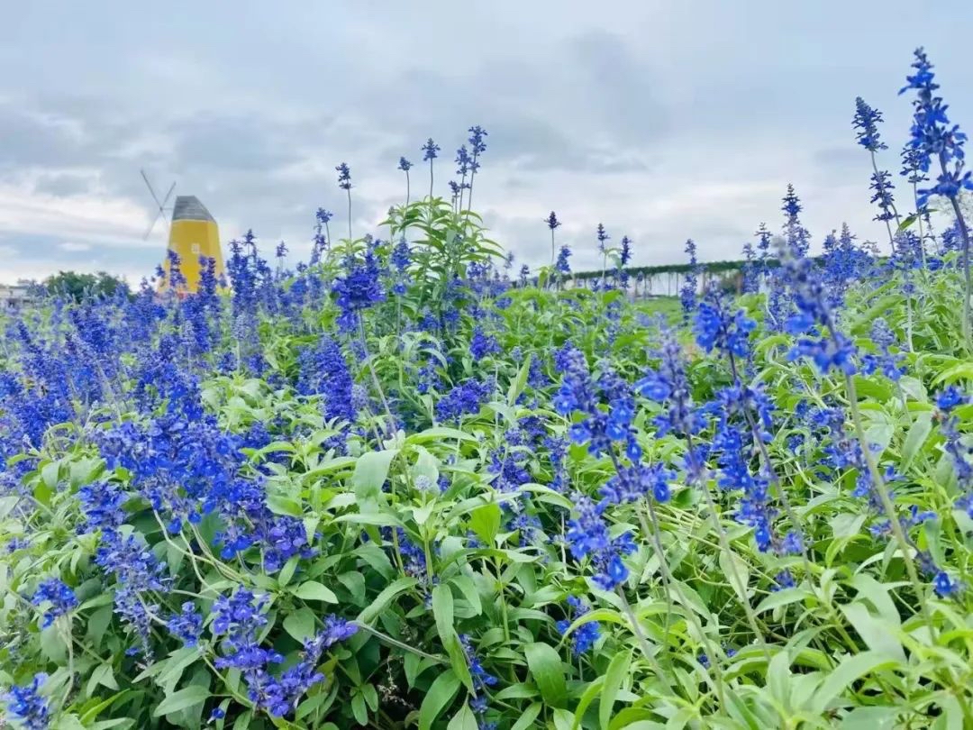 龙生堂风水馆风水堪舆走进赣州五彩城花博园