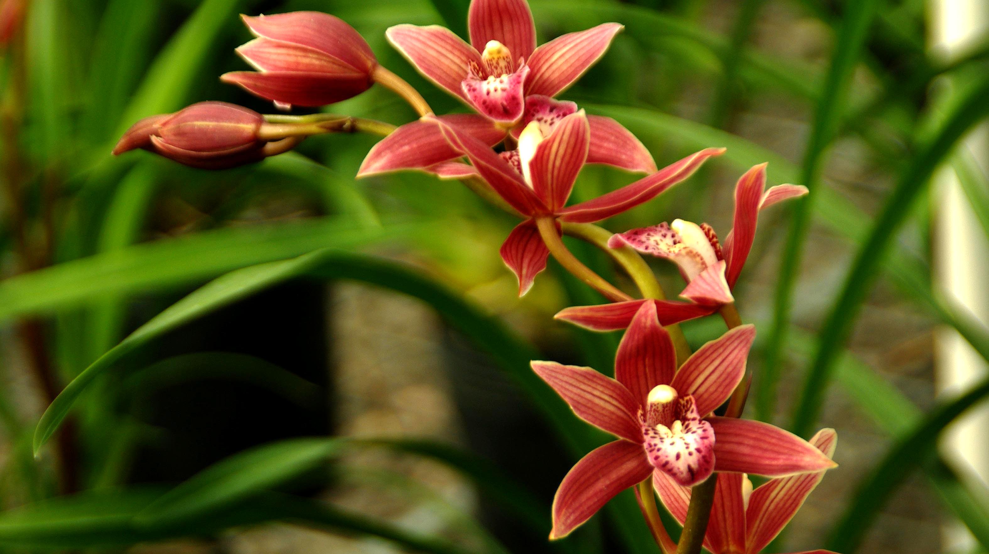 兰花用什么肥料好?用好这4种肥,苗壮开花多