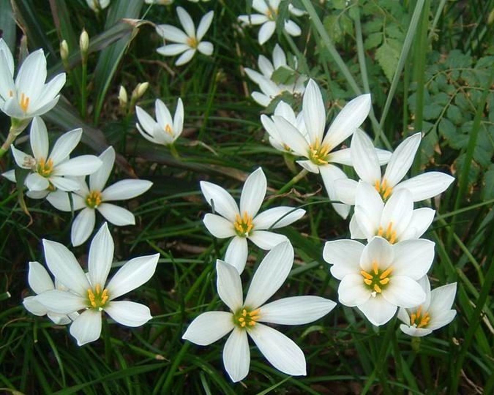 又名玉帘,葱兰等,多年生草本植物,鳞茎卵形,直径约2.