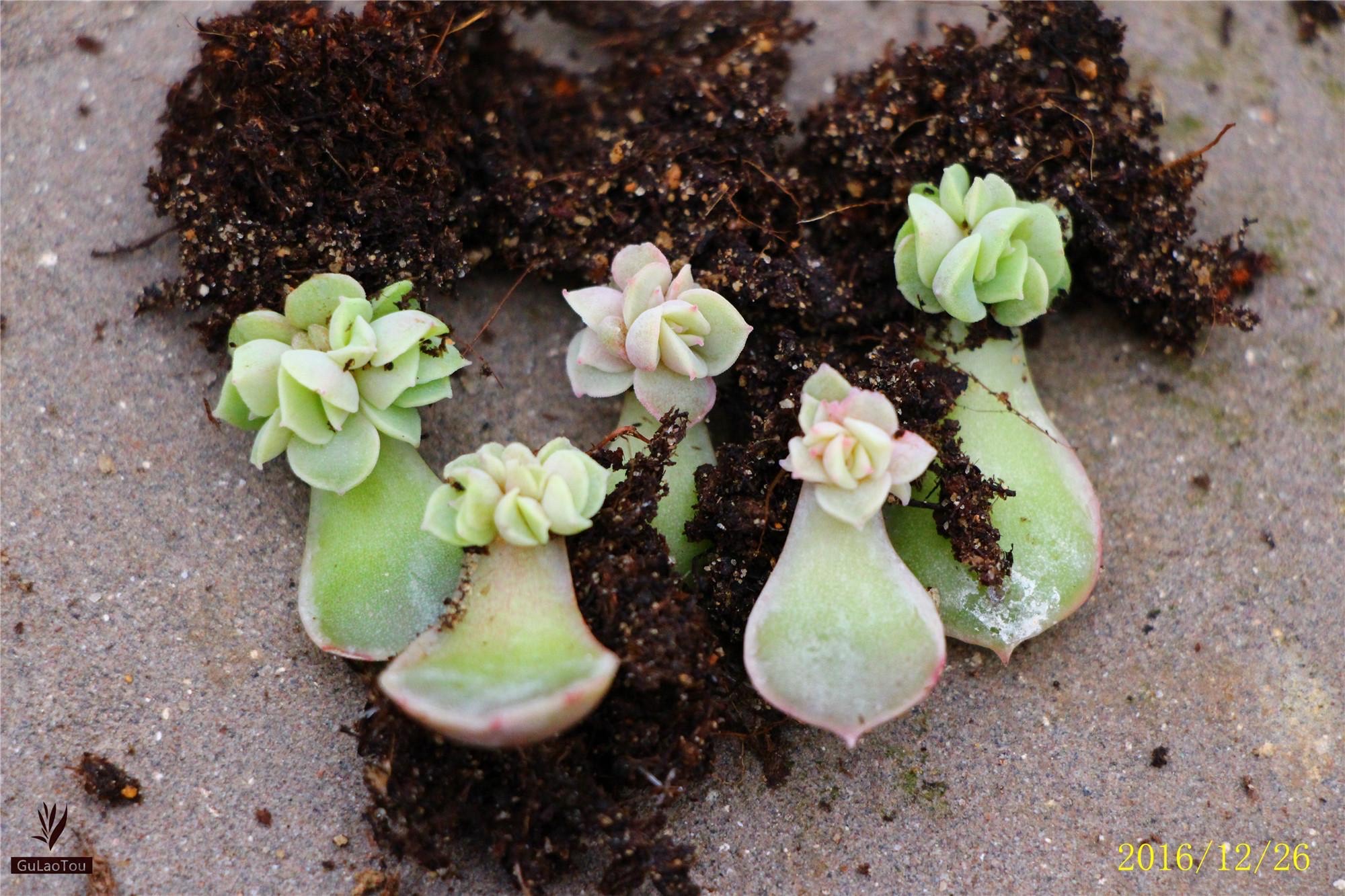 说一说惹人爱的多肉叶插苗