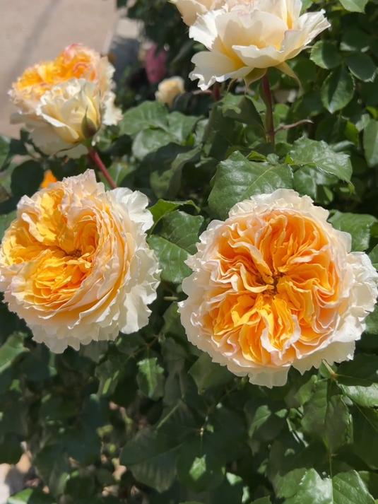 秀色可餐的碧翠丝月季花,真的很喜欢!