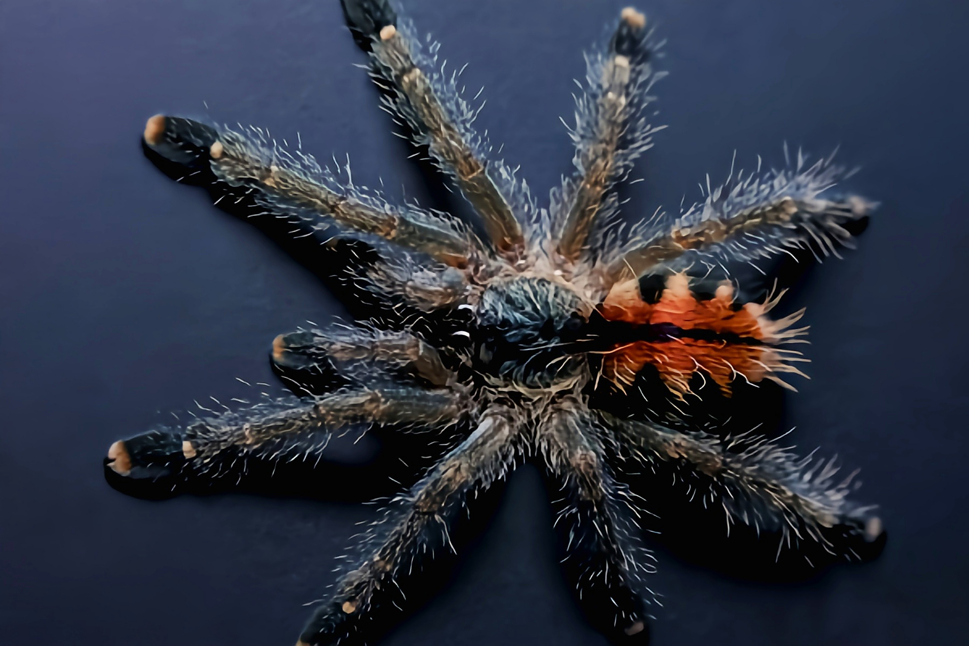 每天认识一种动物——圭亚那粉趾蛛 圭亚那粉趾蛛是蜘蛛目,捕鸟蛛科